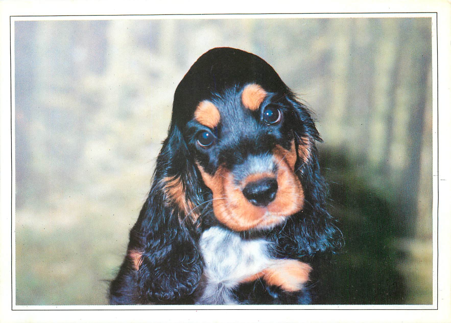 CPM Chien
