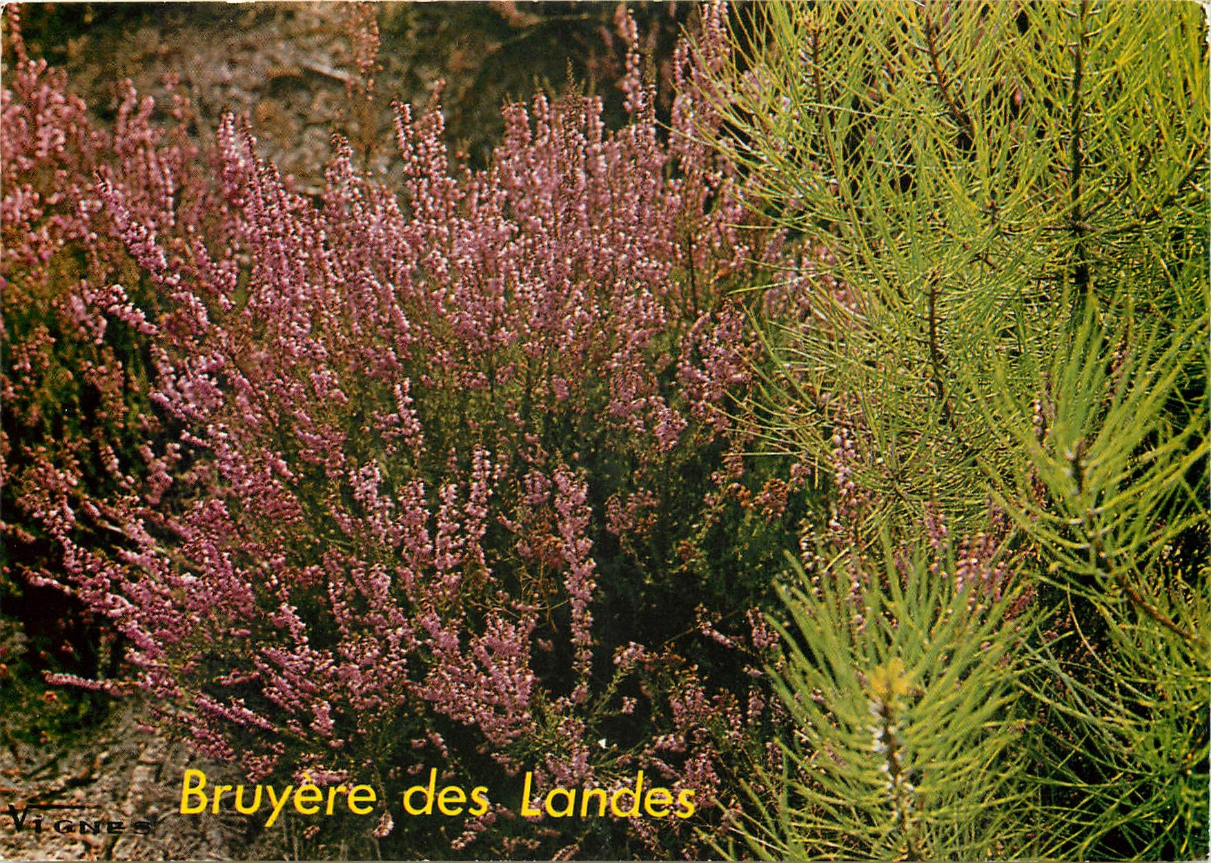 CPM Visage des Landes Bouquet de Bruyeres
