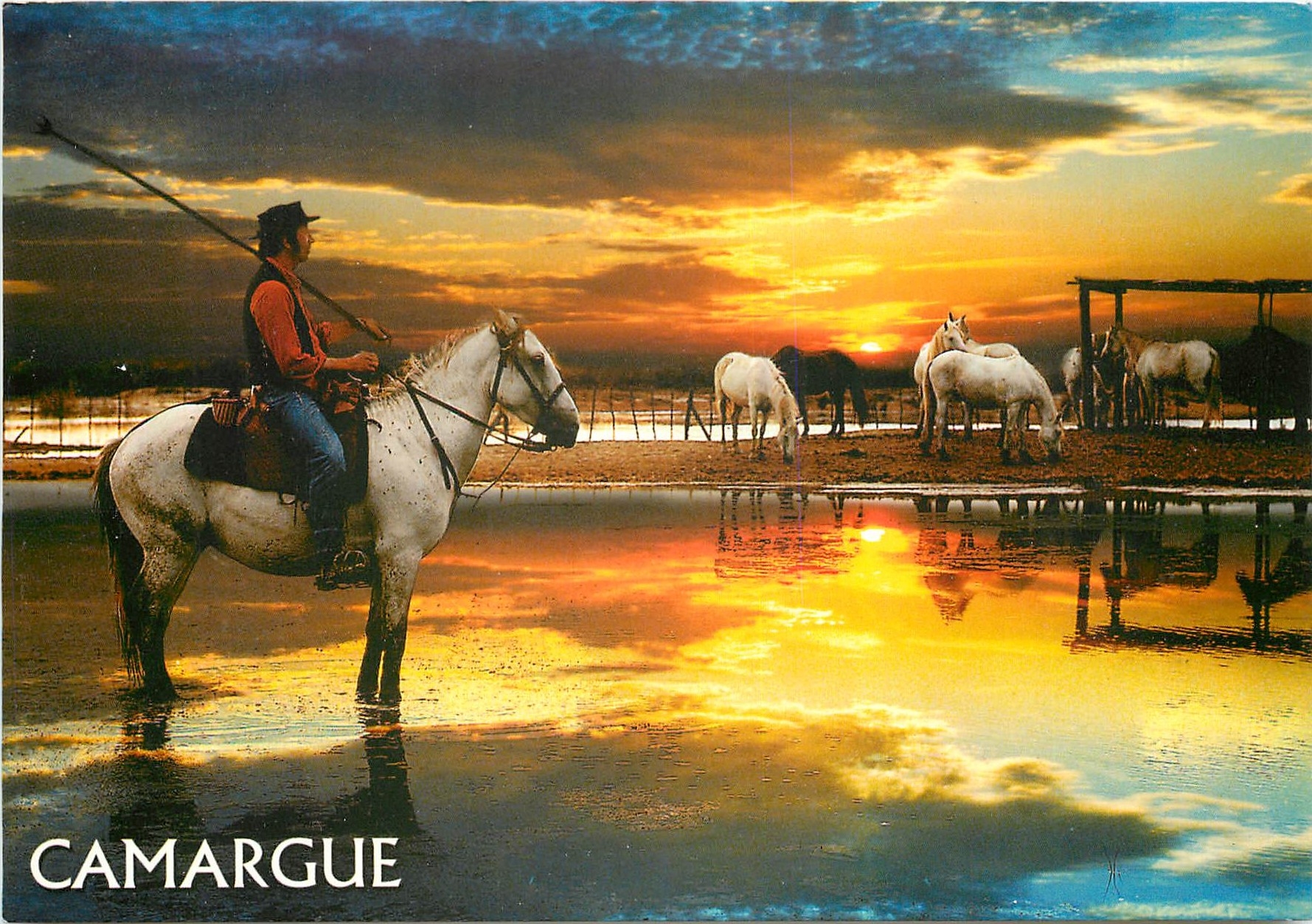 CPM En Camargue Gardian et chevaux de race camargue