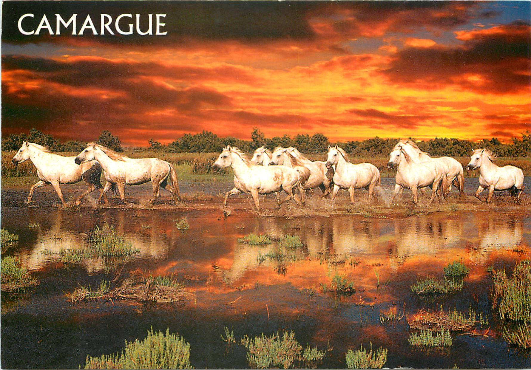 CPM En Camargue 