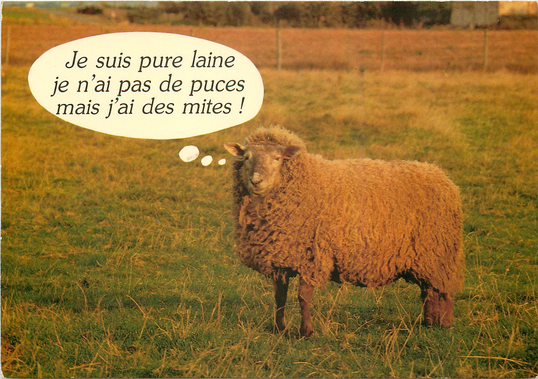 CPM Moutons