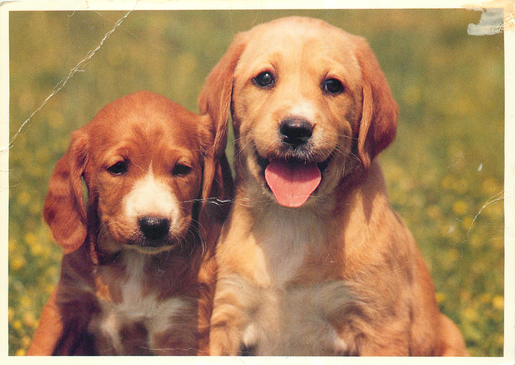 CPM Chiots Etoile et Eddy 
