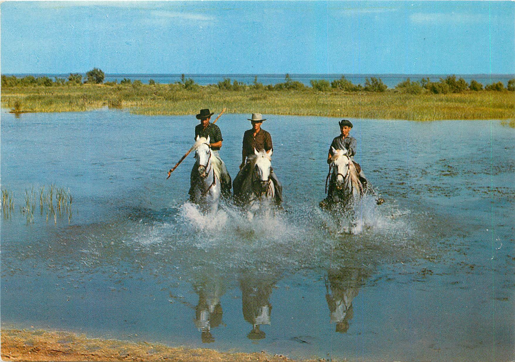 CPM Camargue Lumieres et Traditions Mejanes Chevaux