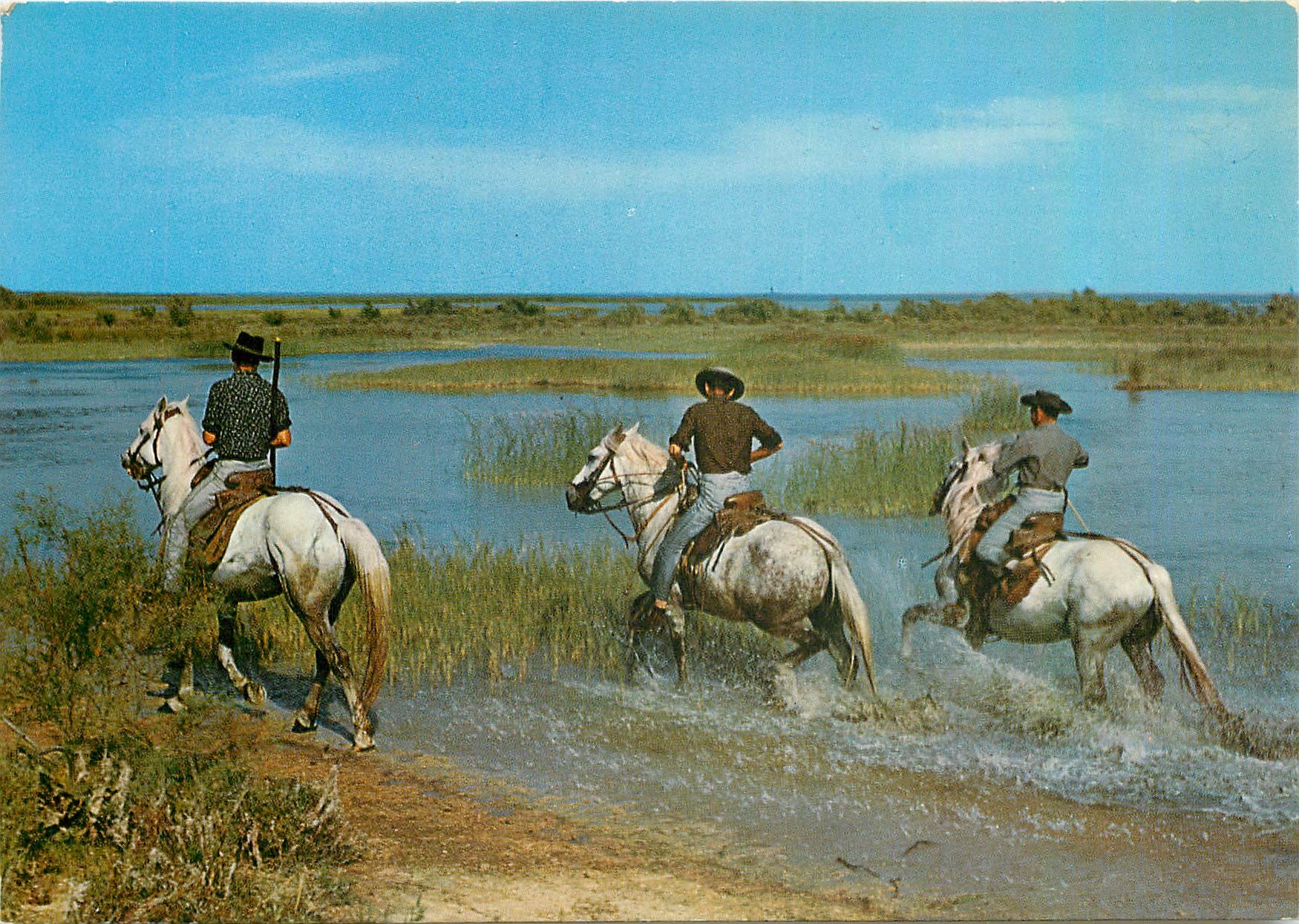 CPM Camargue Lumieres et Traditions Mejanes Chevaux