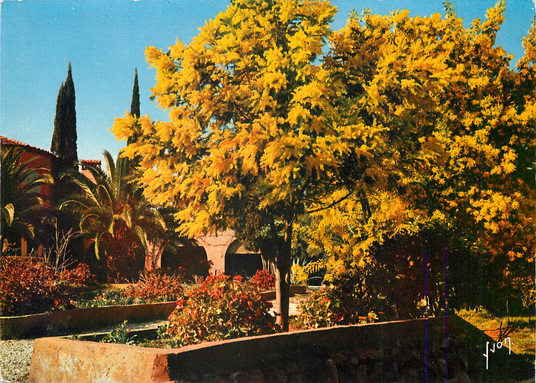 CPM Saint Tropez (Var) La Cote d'Azur miracle de la nature Printemps aux environs de Saint Tropez