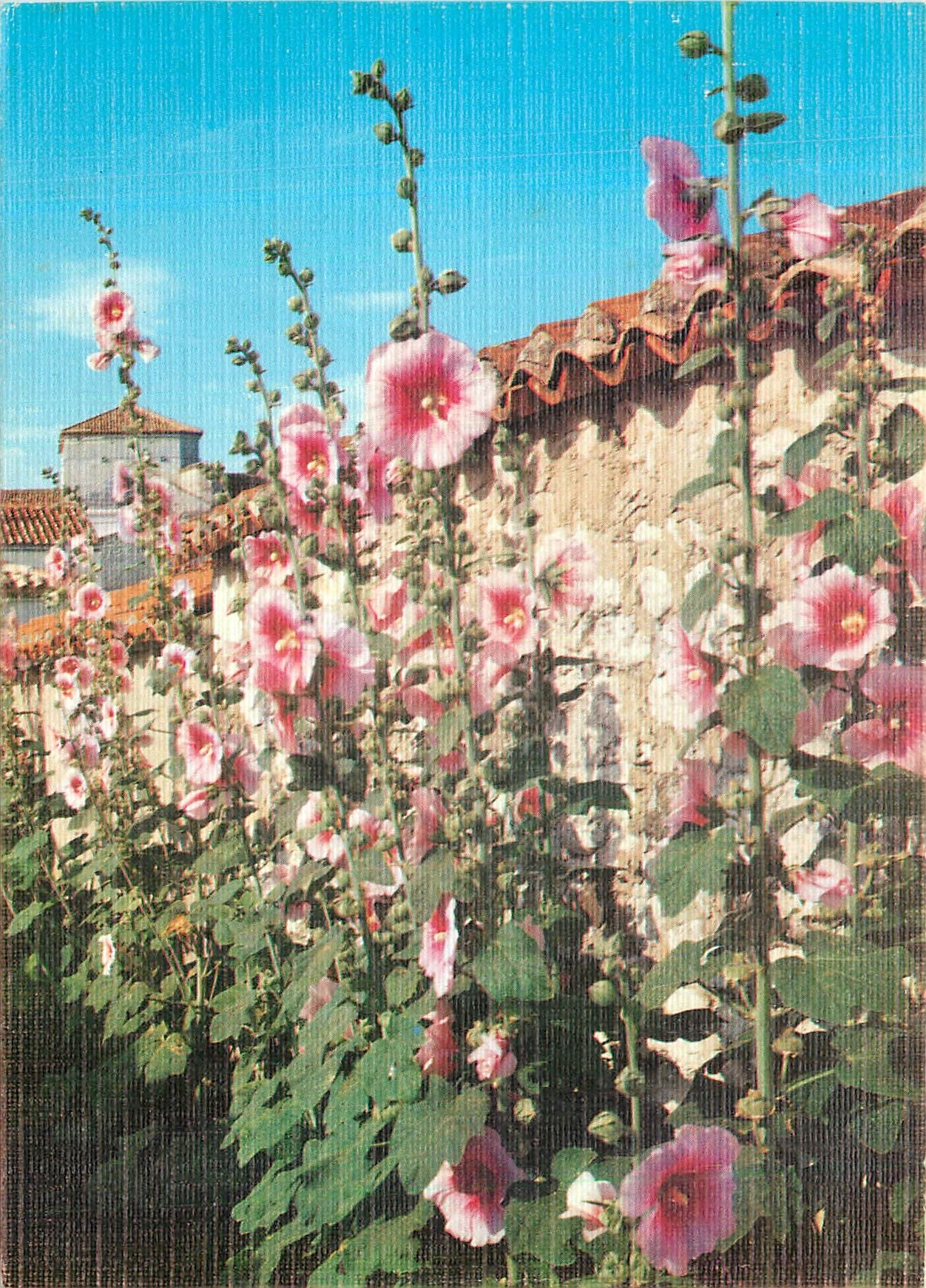CPM Couleurs et Lumiere de France Talmont (Ch Mme) Les rues fleuries de roses tremieres