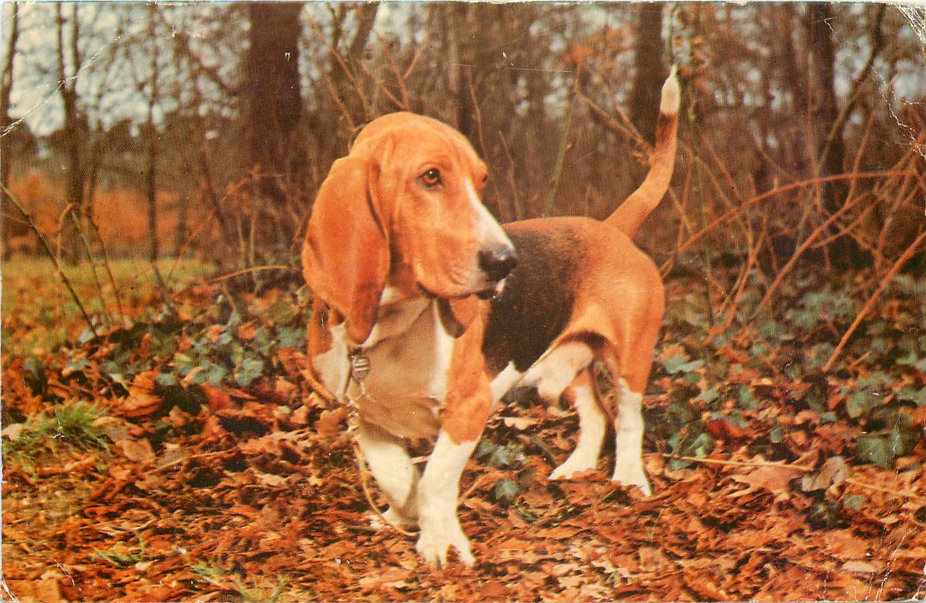 CPM Chien Basset