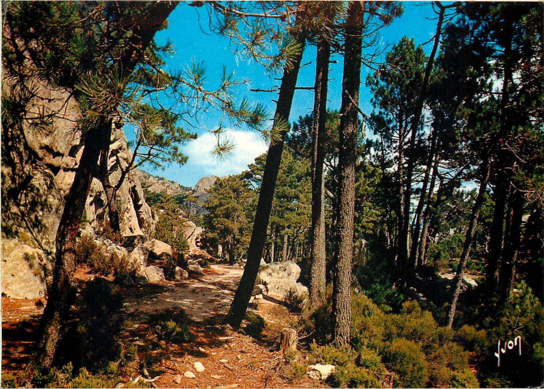 CPM Couleurs et Lumiere de France La Corse Oasis de Beaute Foret de L'Ospedale