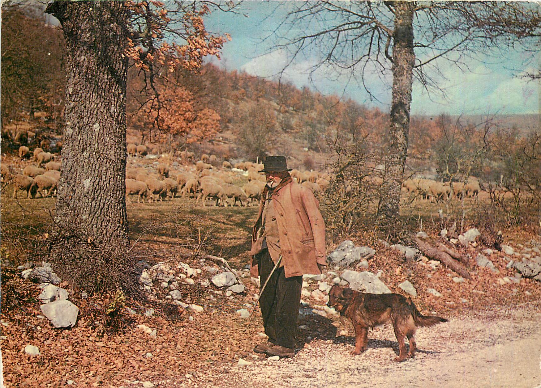 CPM Les Belles Images de Provence Vieux Provencal Folklore Chien Moutons