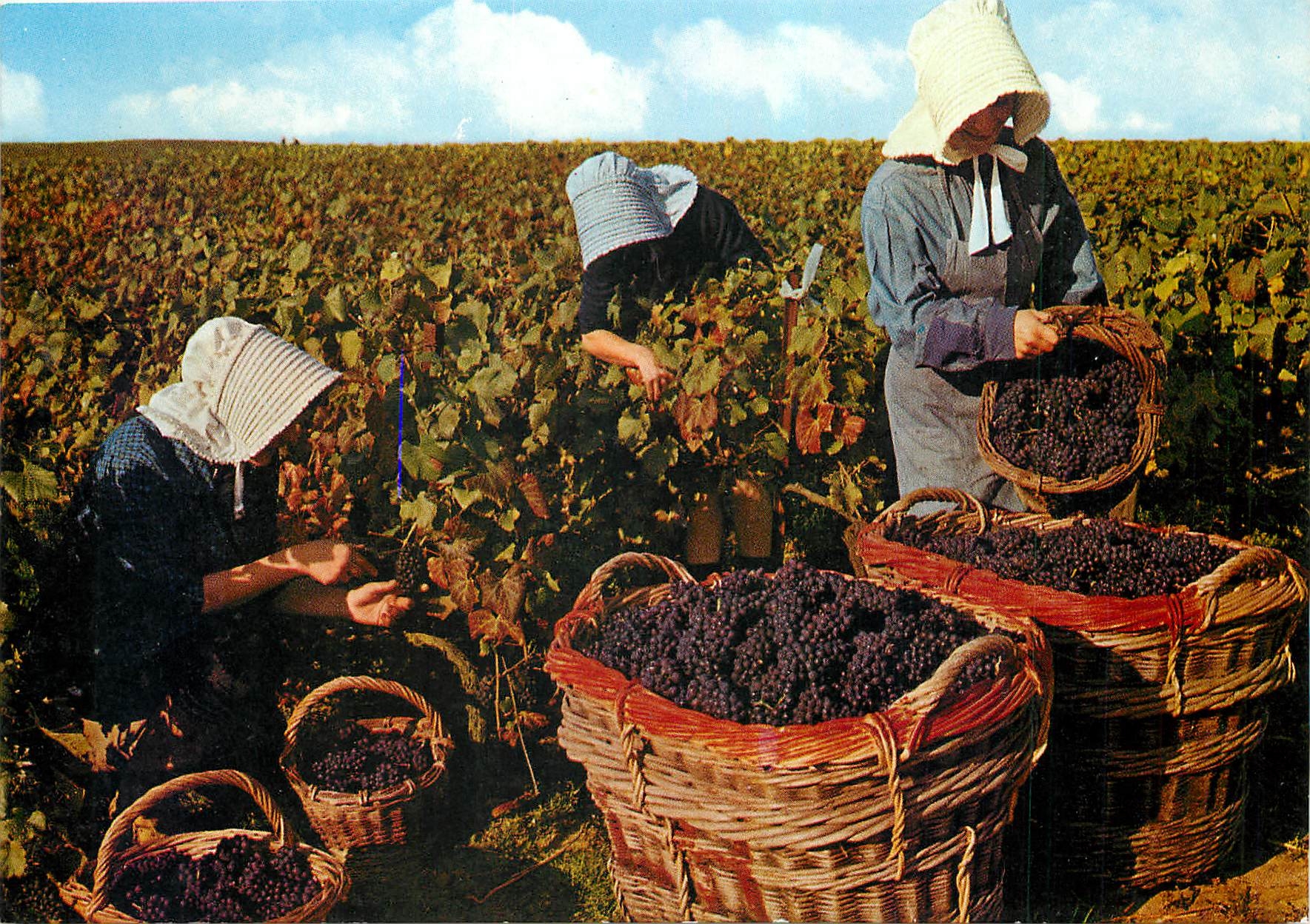 CPM  Paysages Champenois Scene de Vendange Folklore