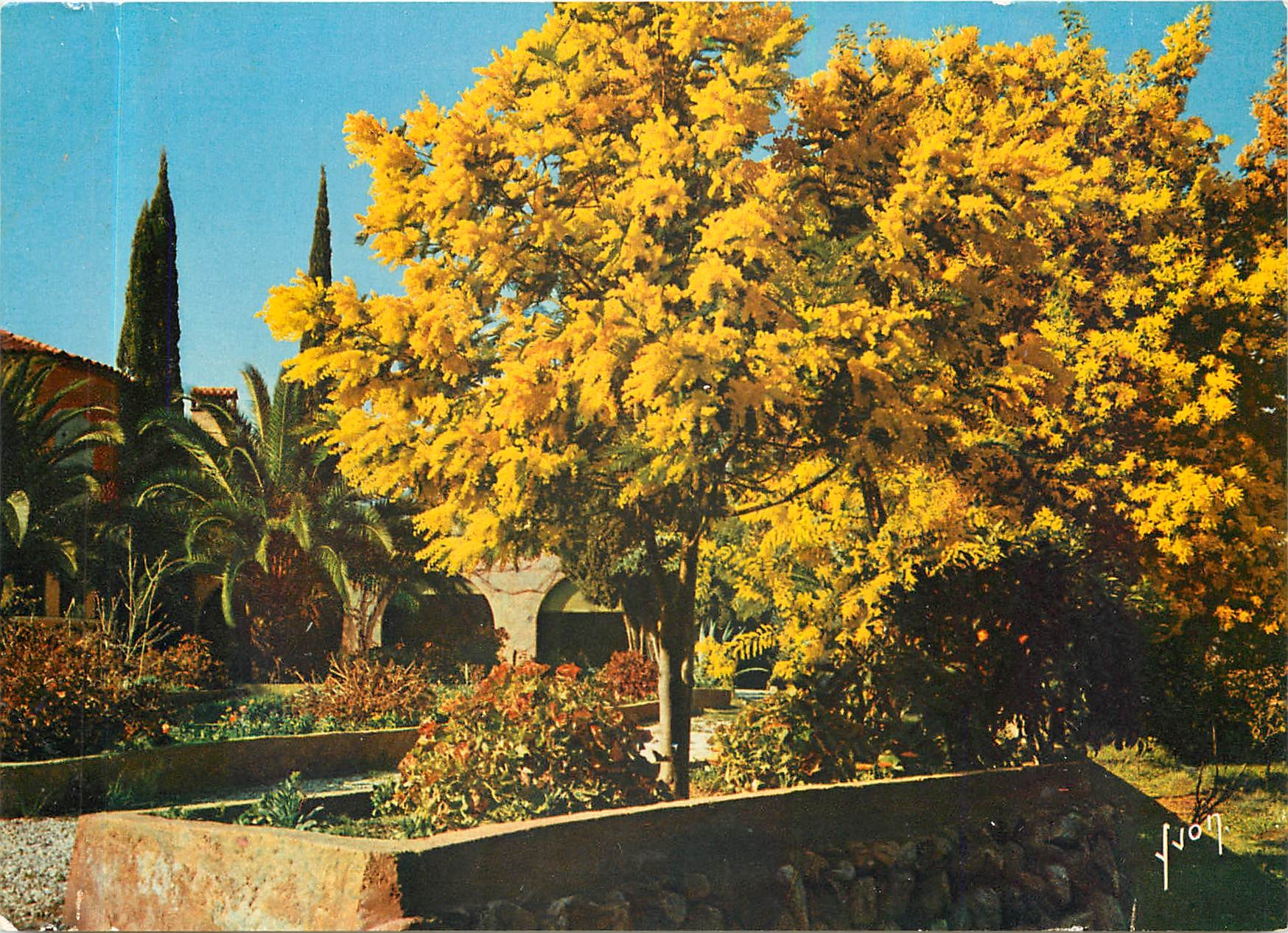 CPM Couleurs et Lumliere de France La Cote d'Azu Miracle de la nature Printemps aux environs de Sain