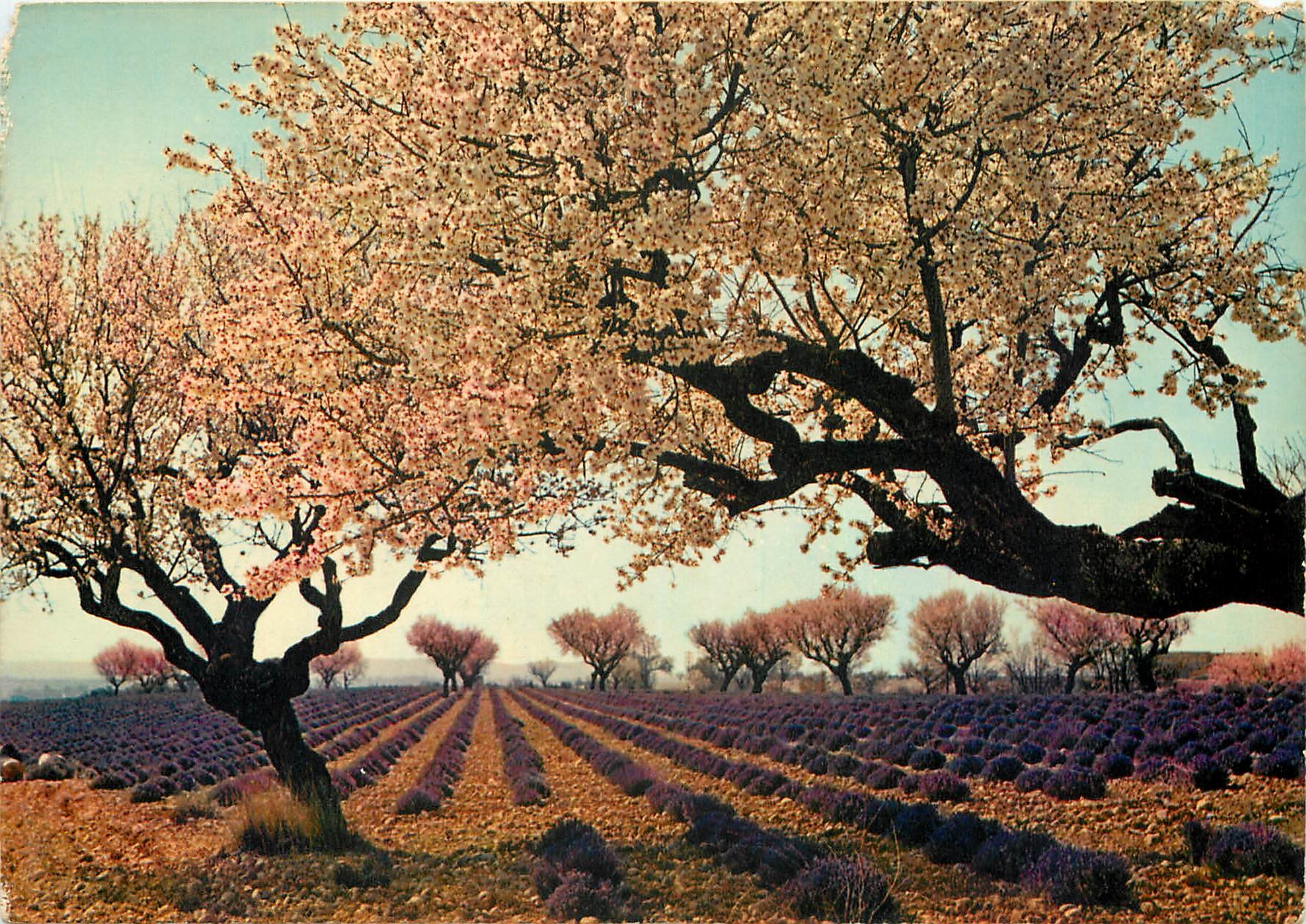 CPM Lavande et amandiers en fleurs dans les Alpes de Provence