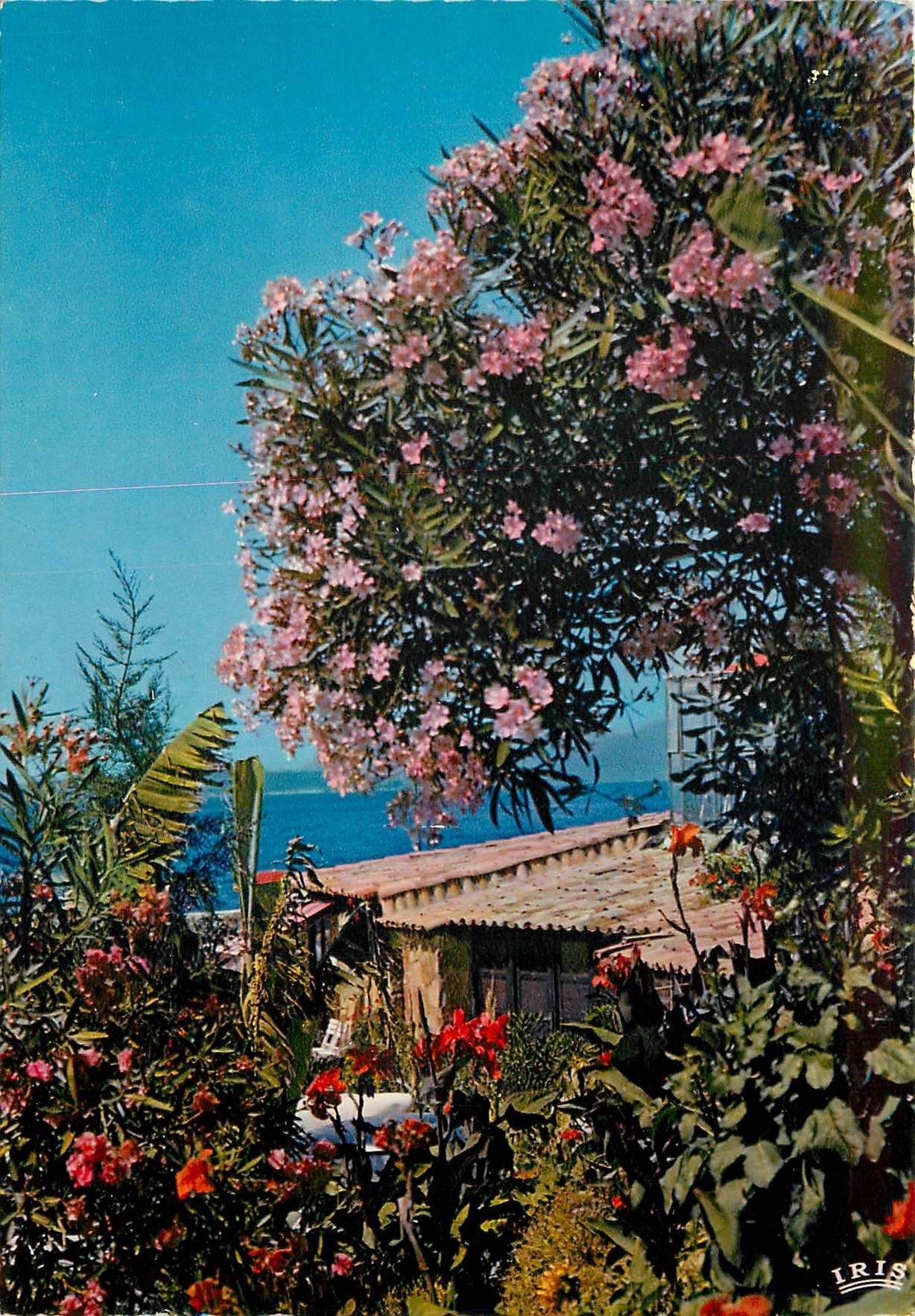 CPM Reflets de la Cote d'Azur sur les bords de la Mediterranee un coin Fleuri