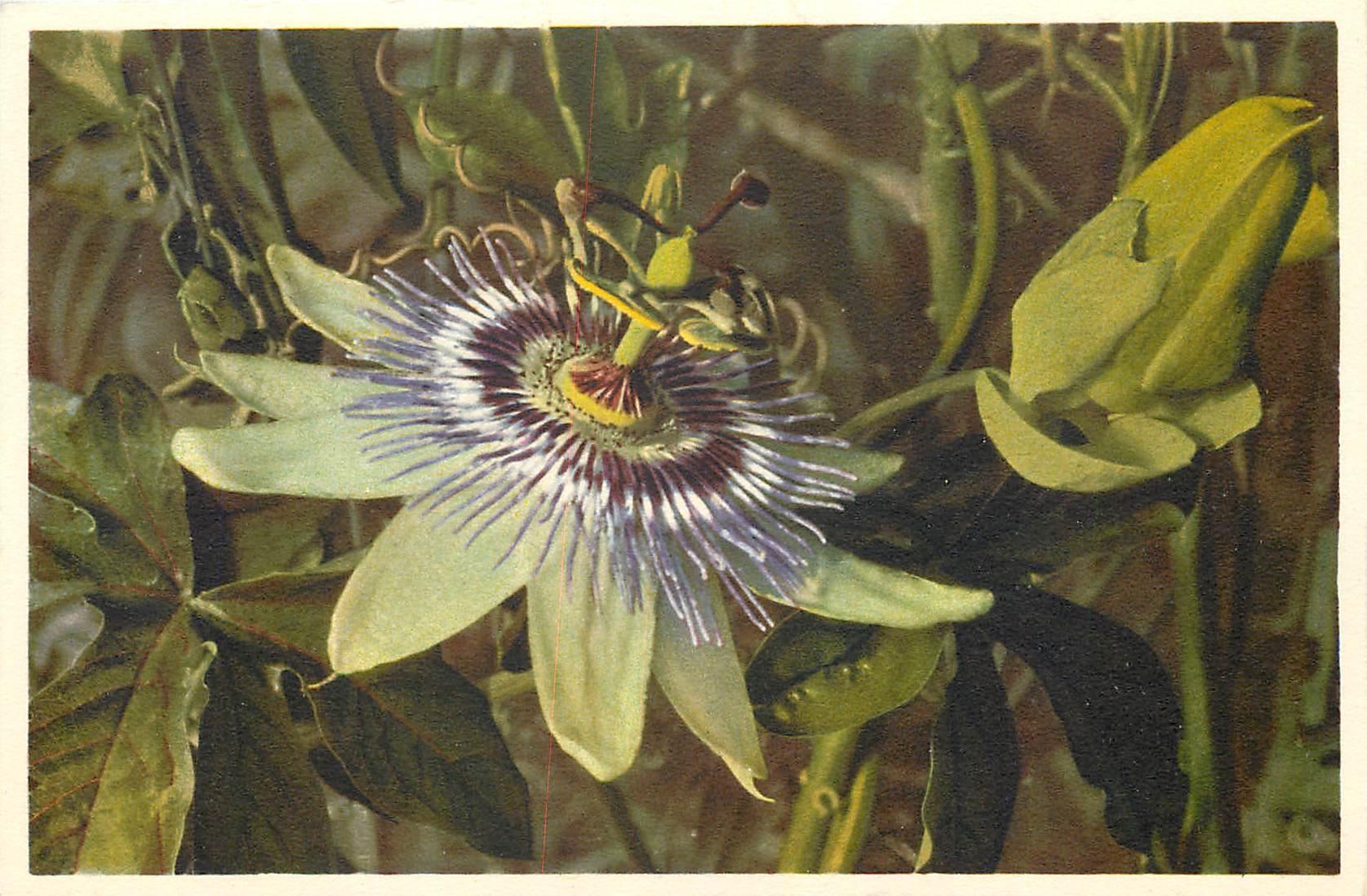 CPM Passiflora Coerulea Passionblume