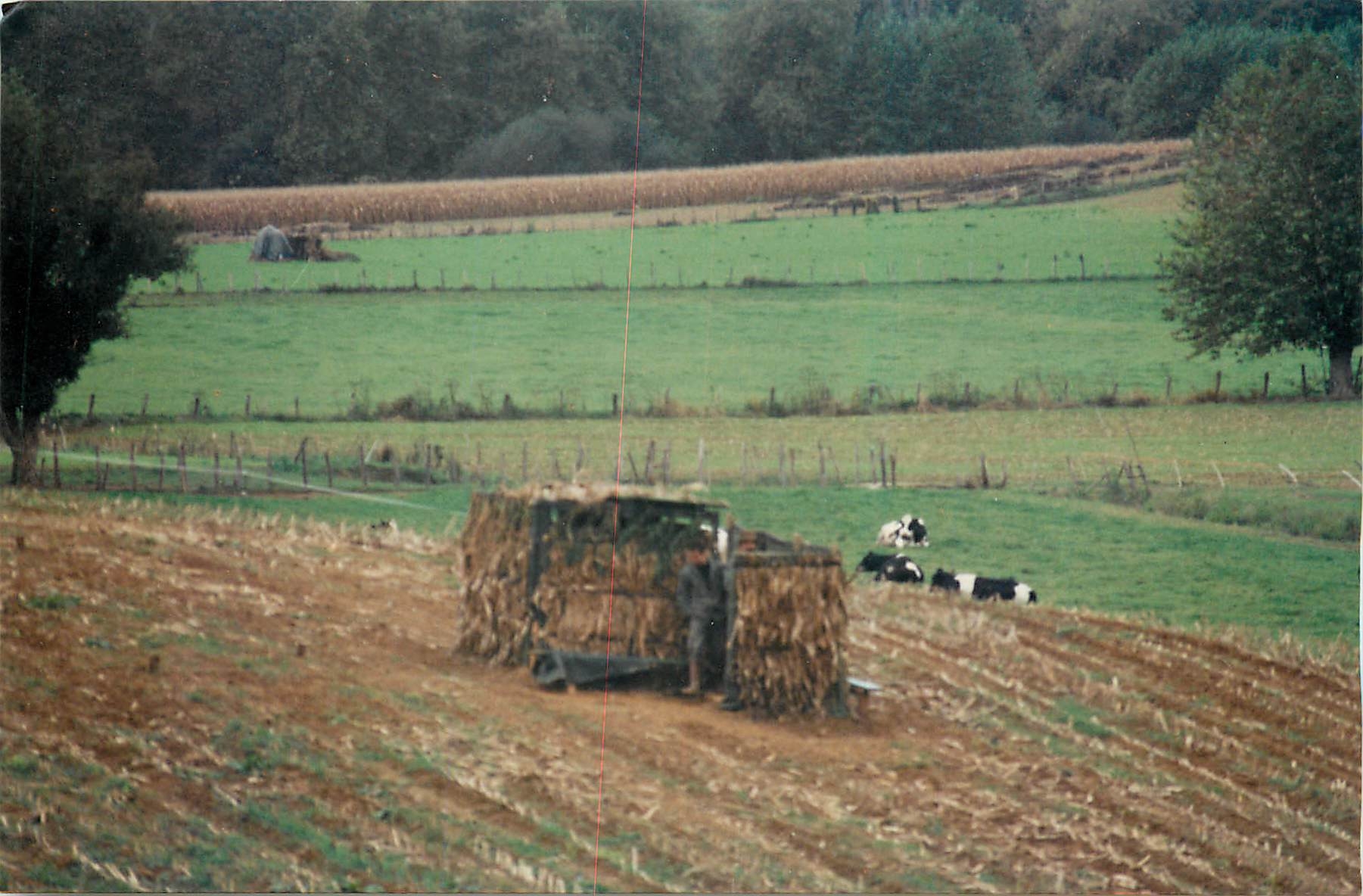 Photo Paysan dans son pre Vaches