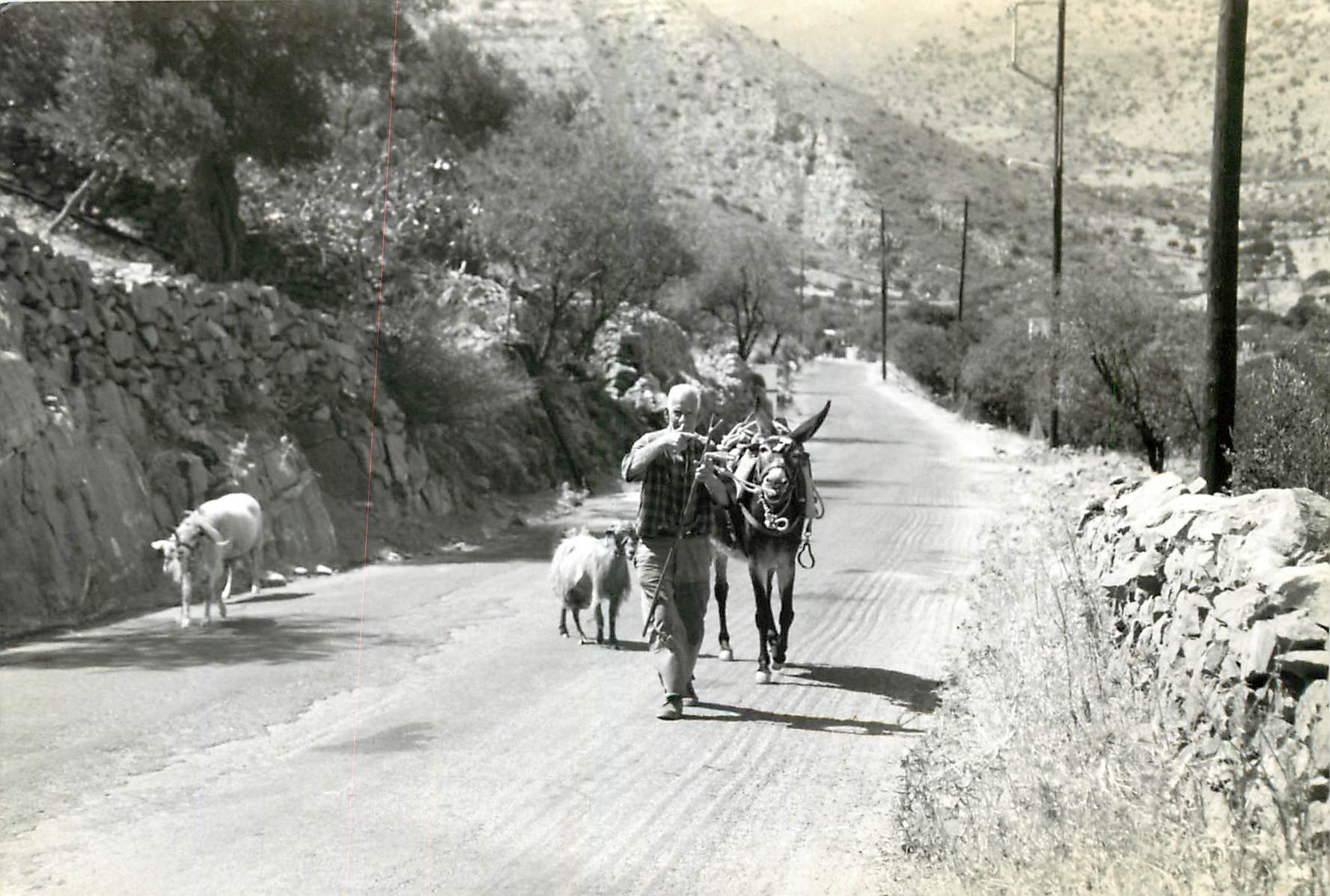 Photo Homme Ane Mule Chevre