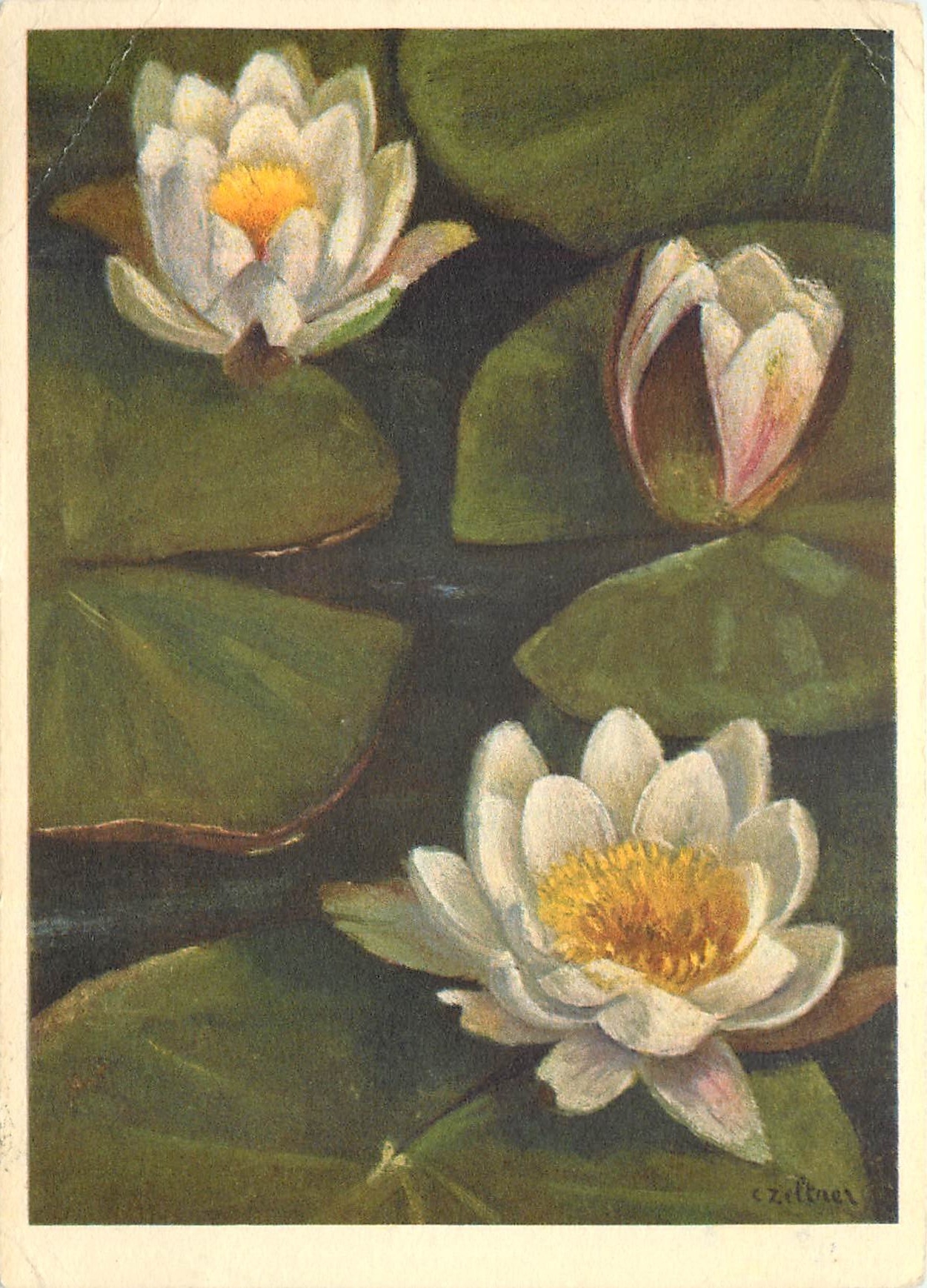 CPM Nymphaeaceae Nymphaea alba 