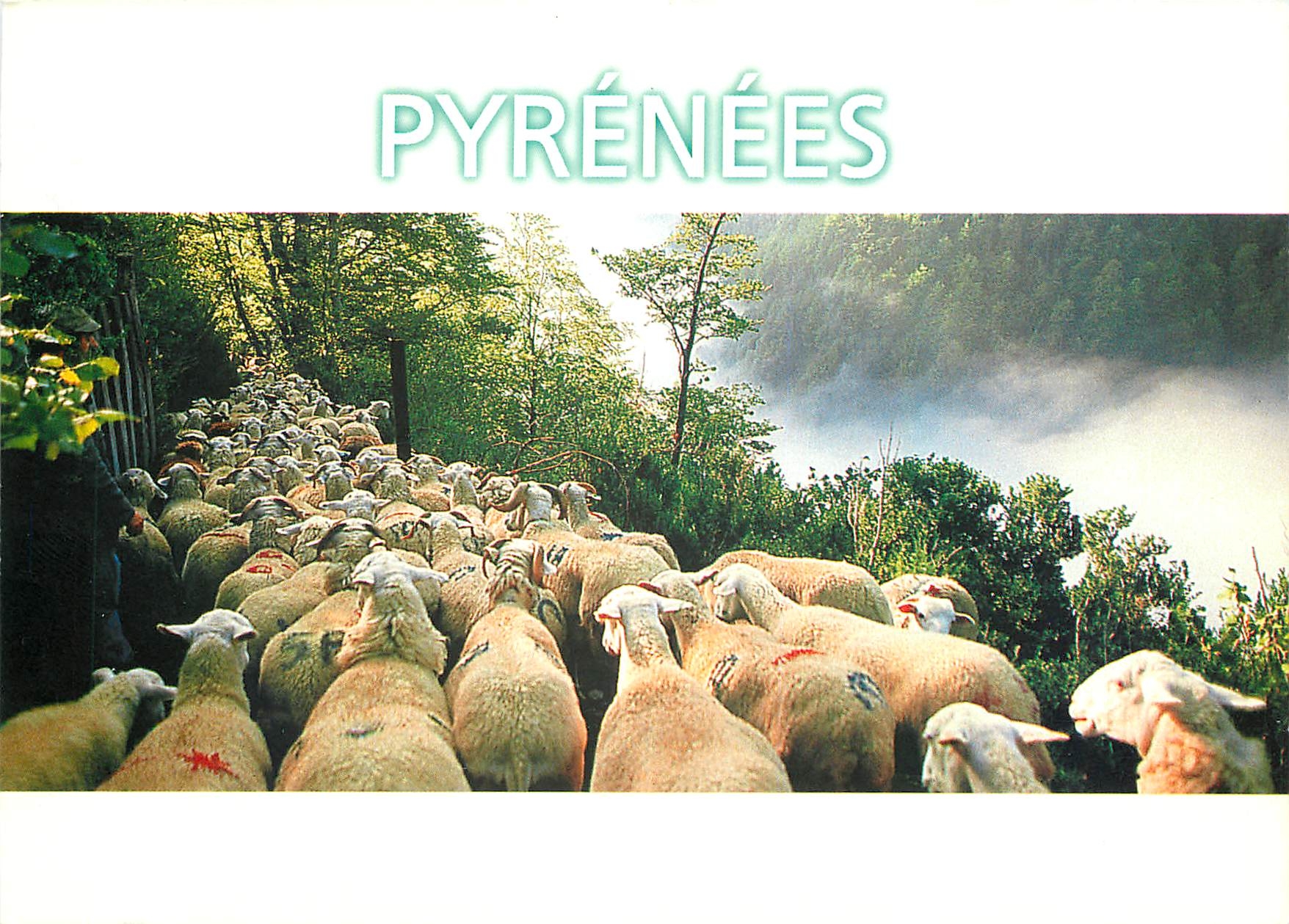 CPM Pyrenees Les Pyrenees La transhumance Images Toulouse