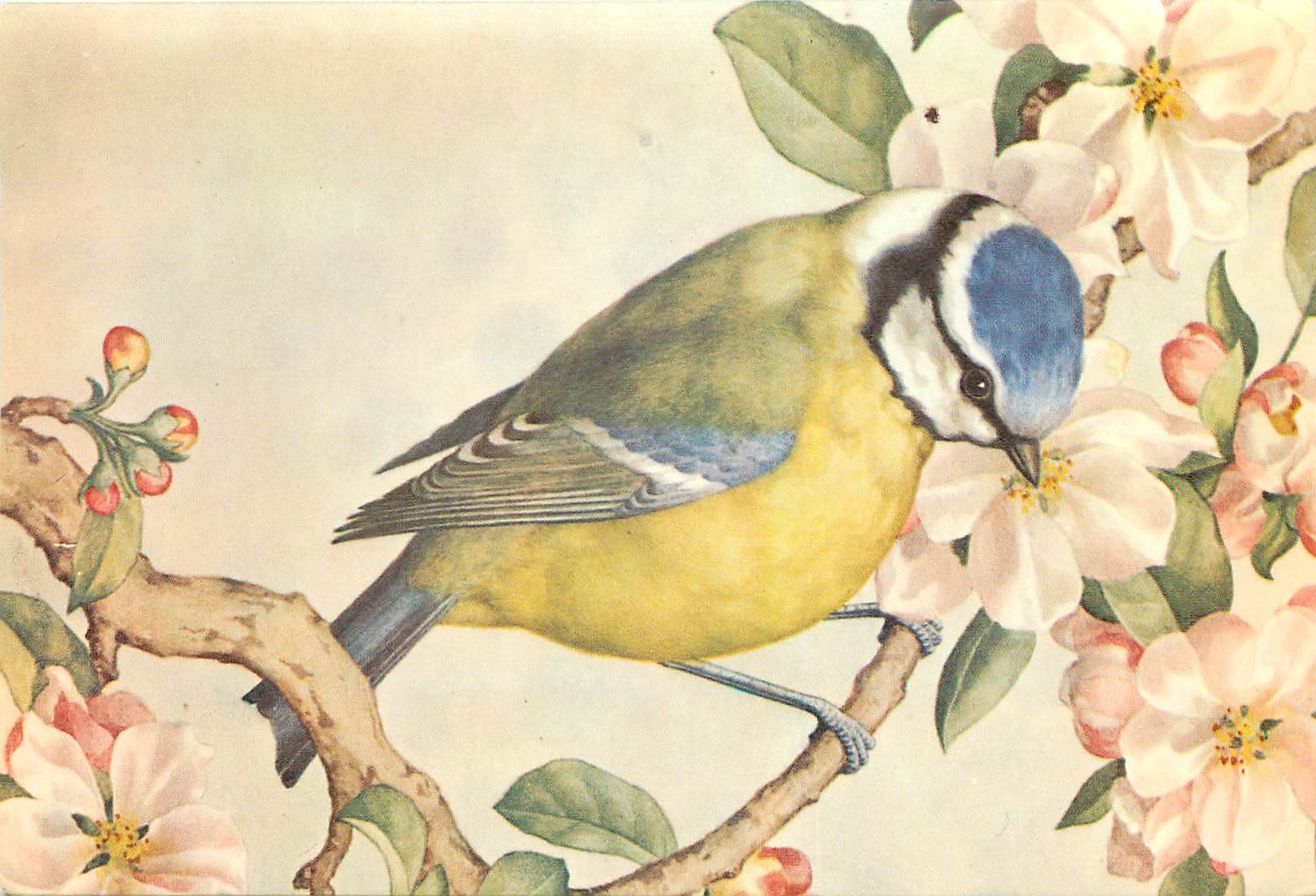 CPM Bluetit Noel Hopking 