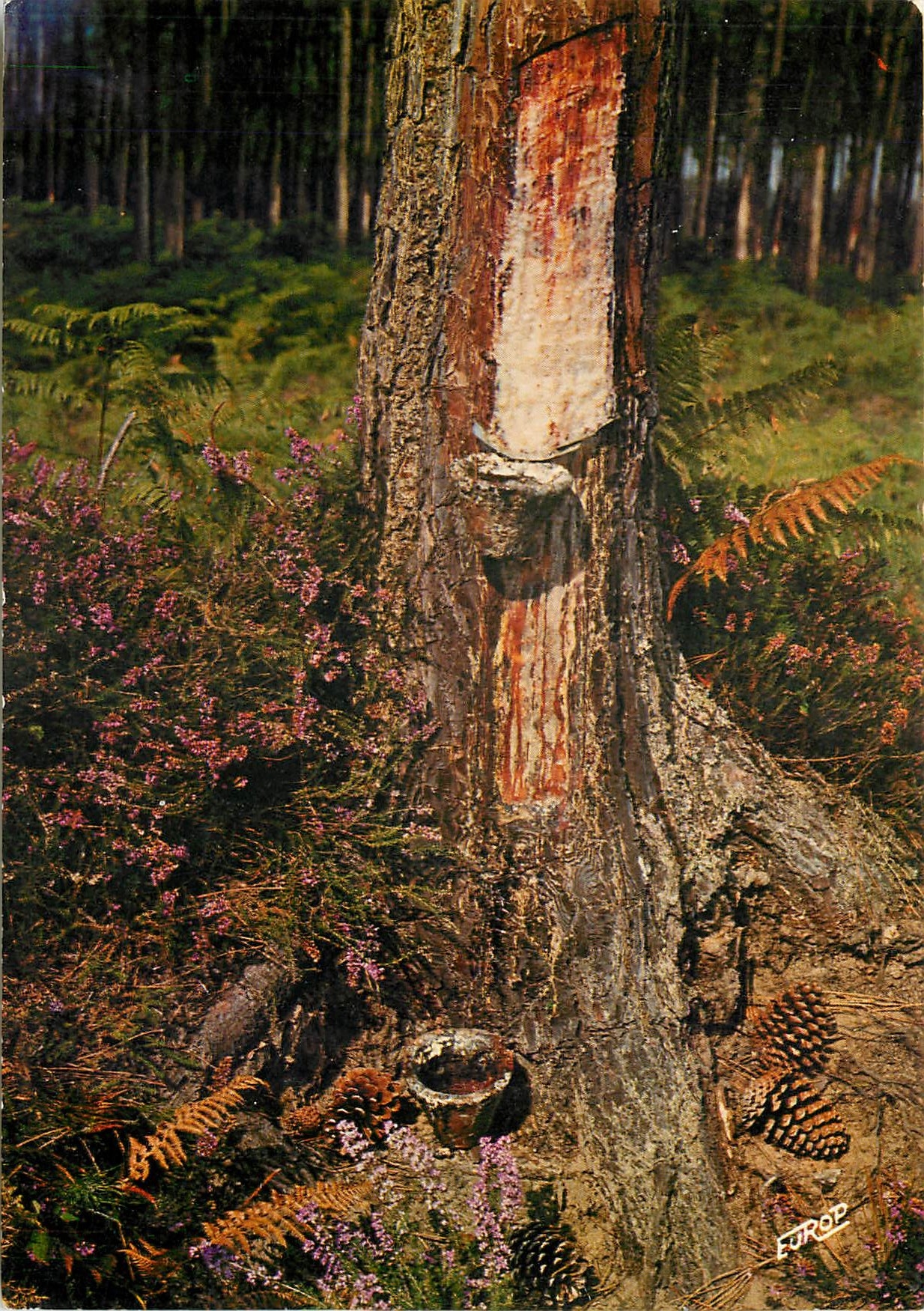 CPM Le Gemmage dans la Foret Landaise 