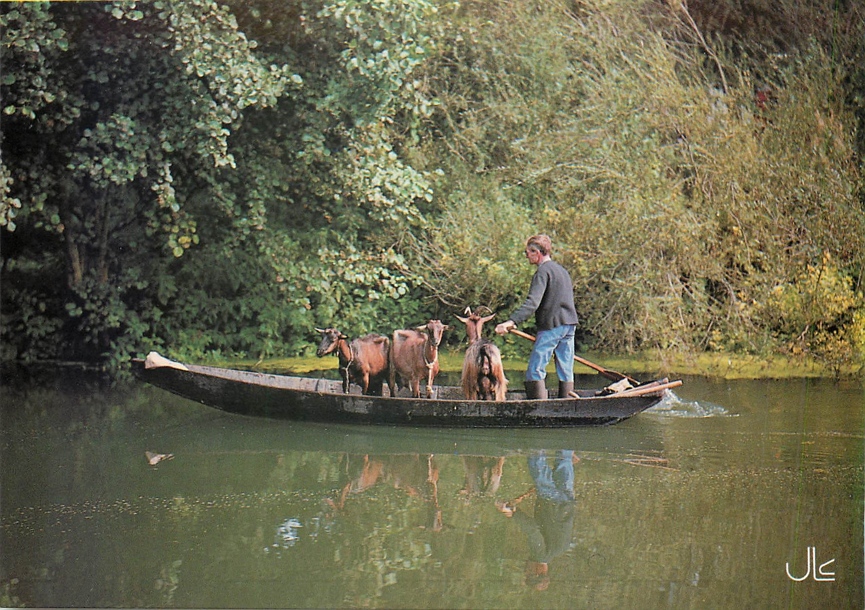 CPM Le Marais Poitevin Transport d'animaux Chevre