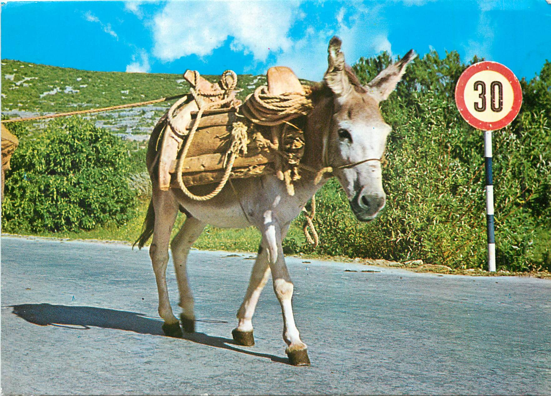 CPM Ane Mule