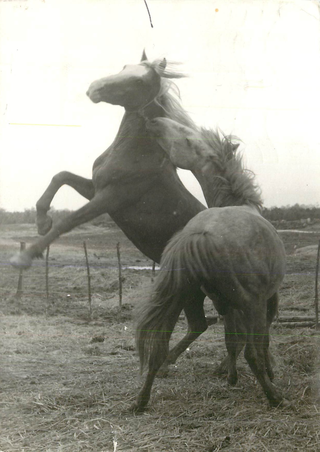 CPA Cheval