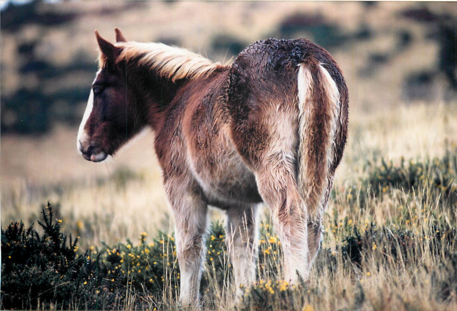 Photo Poney Cheval