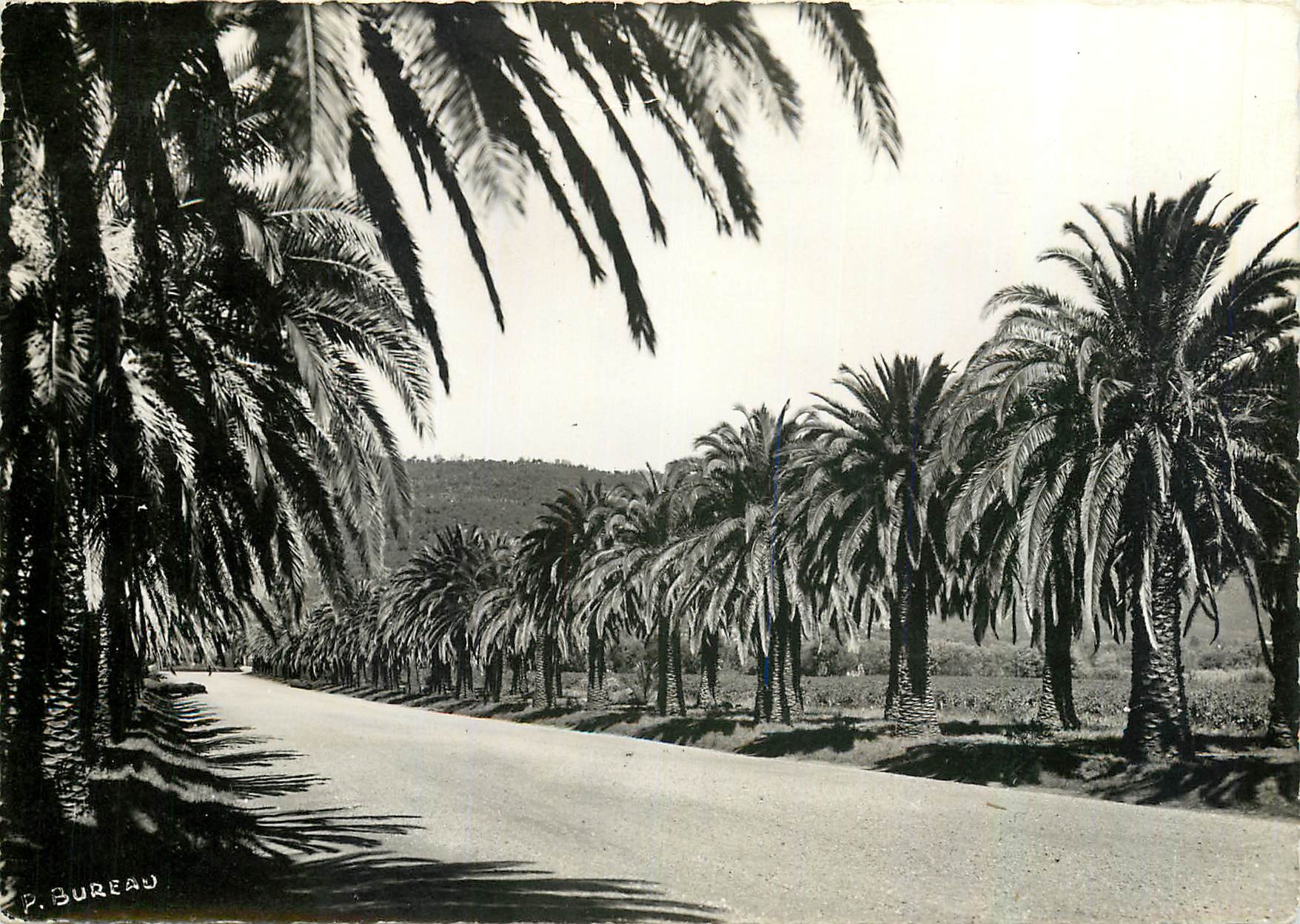 CPM Cavalaire sur Mer Var Croix Valmer L'allee de Pardigon