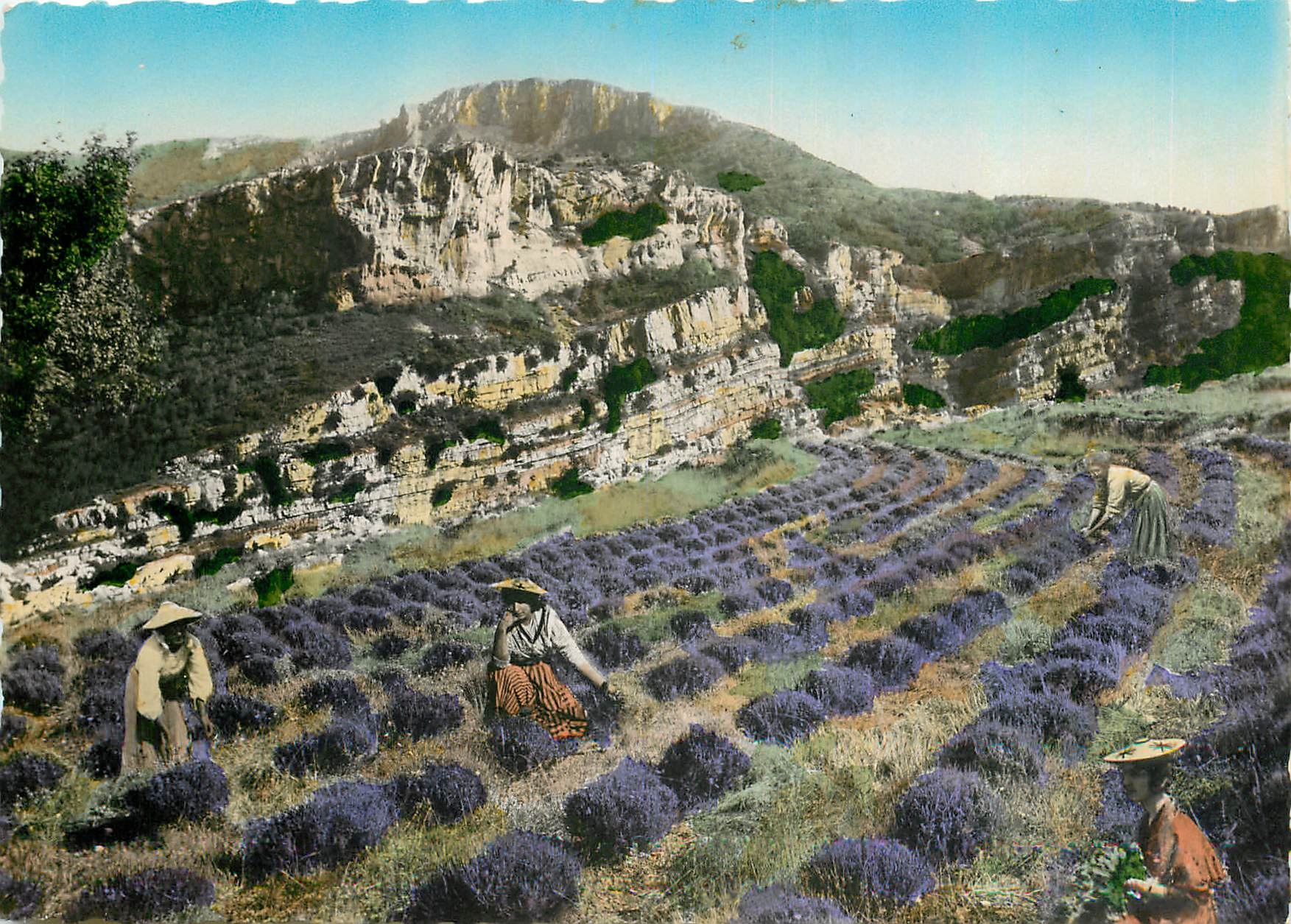 CPM Gourdon Alpes Maritimes Cueillette de la Lavande