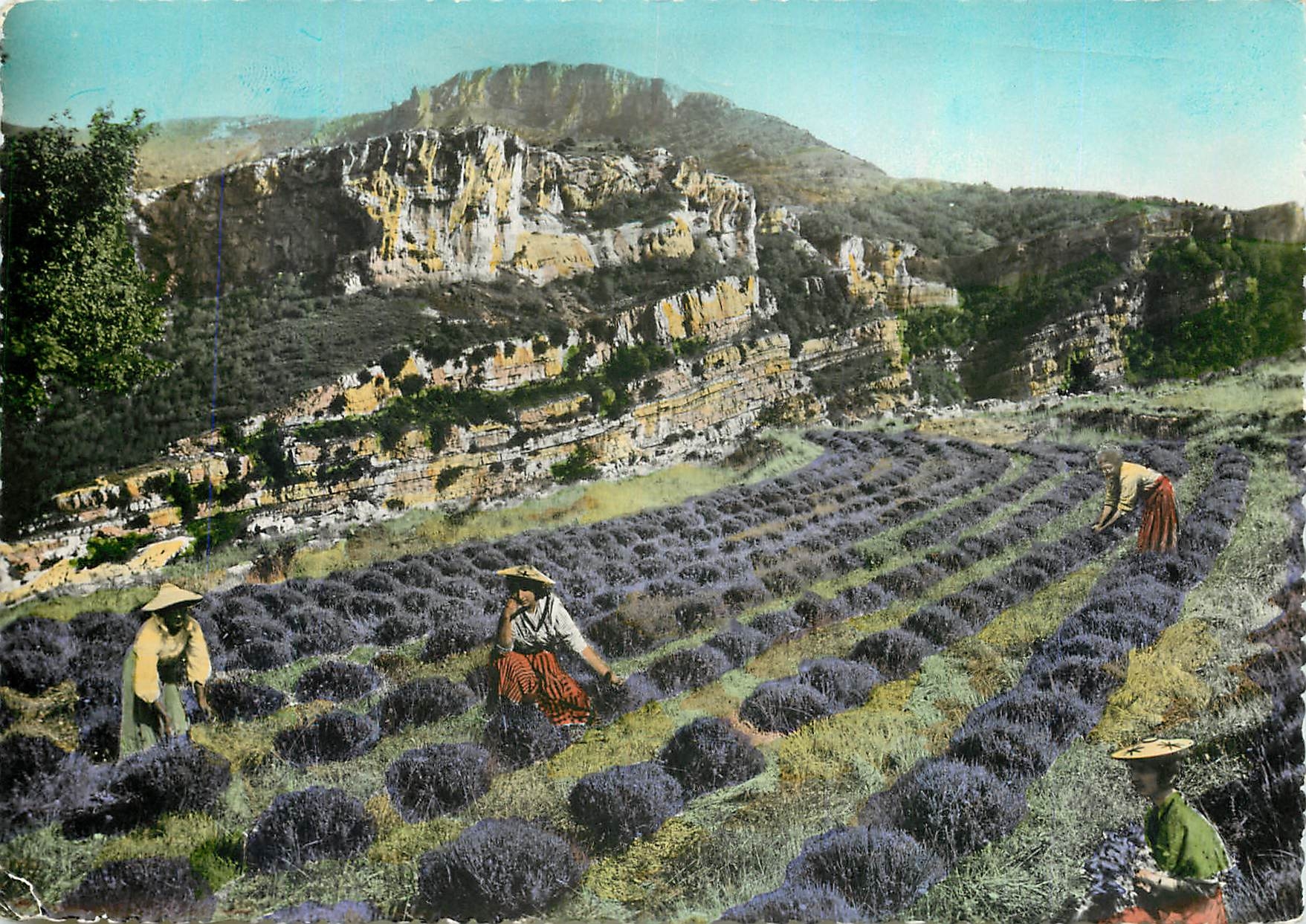 CPM Gourdon Alpes Maritimes Cueillette de la Lavande 