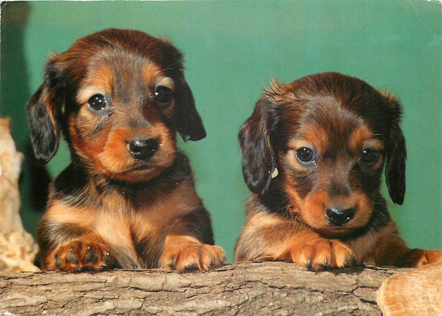 CPM Chiens Chiens