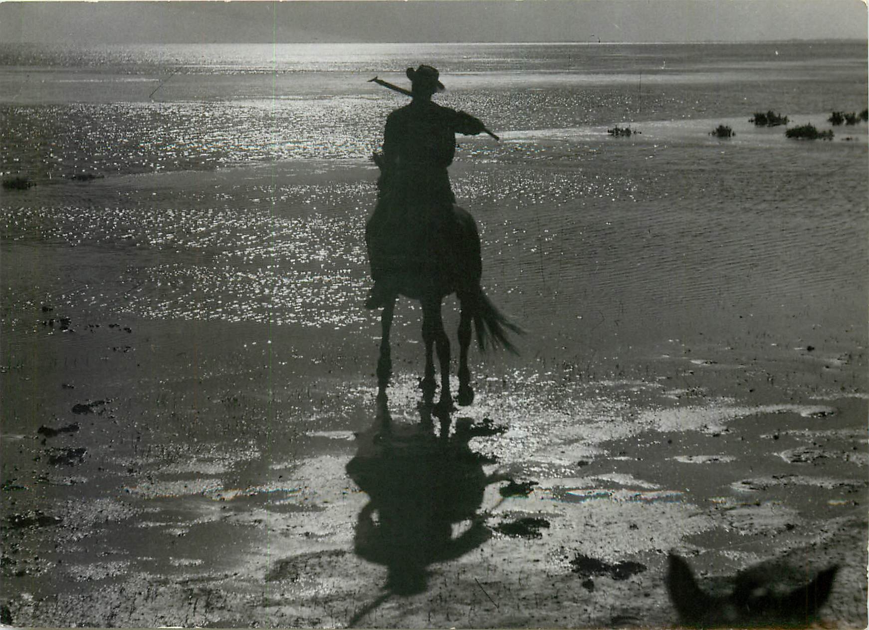 CPM Crepuscule sur le Vaccares 