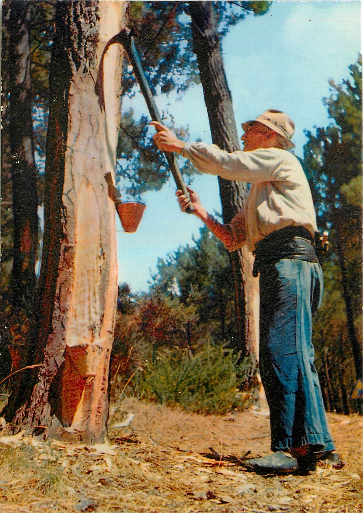 CPM En parcourant les Landes de Gascone Le Gemmeur de Pins 