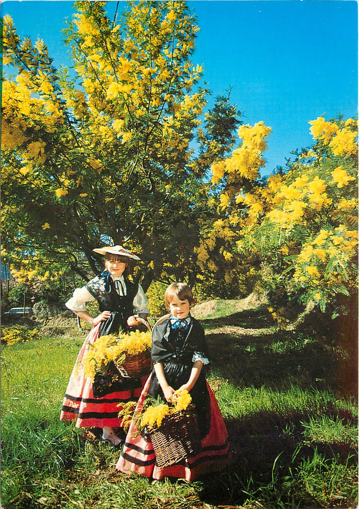 CPM Cueillette du Mimosa 