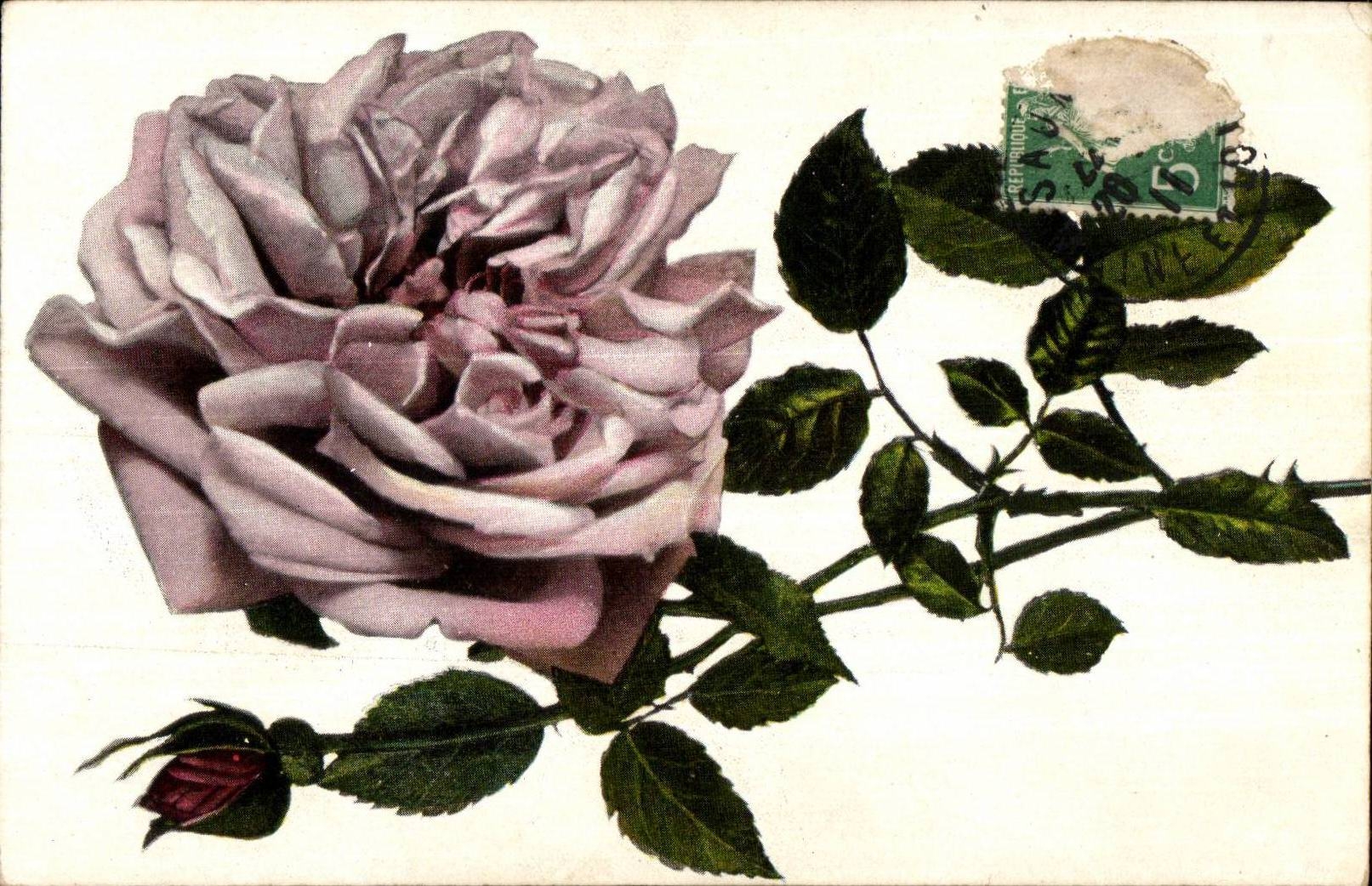 CPA Fantasy Rose Flowers
