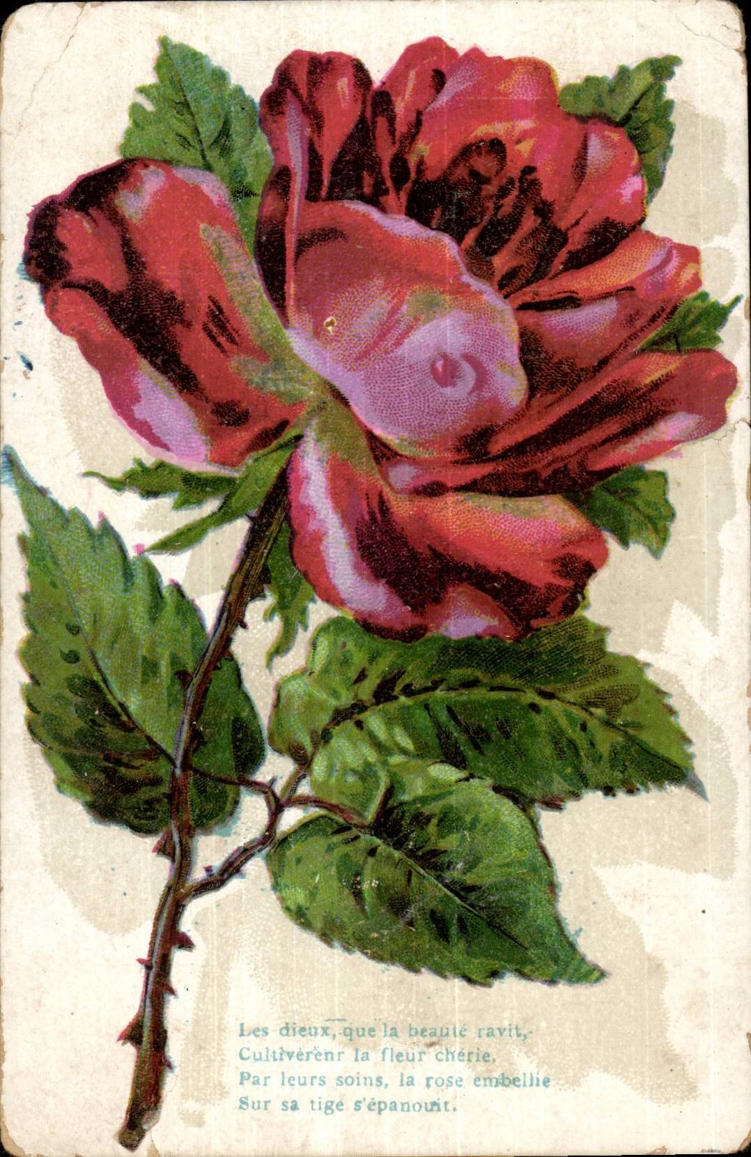 CPA Fantasy Flower Rose