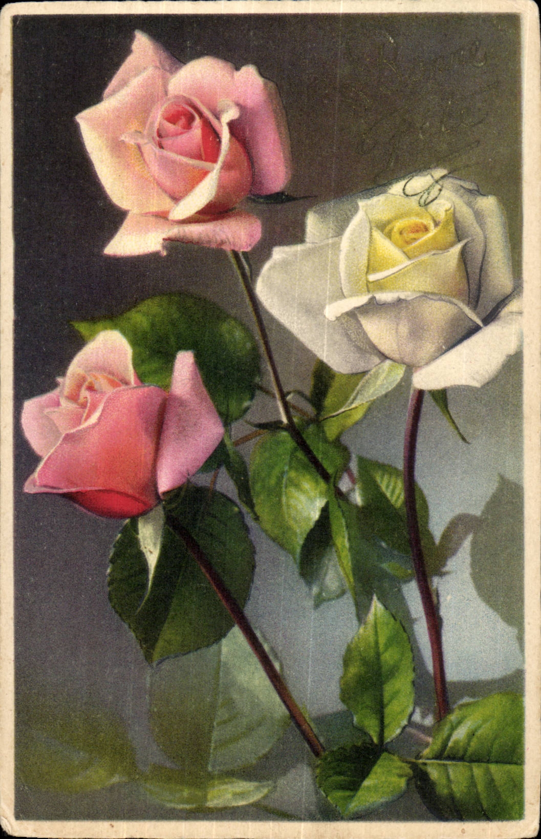 CPA Fantasy Flower Rose