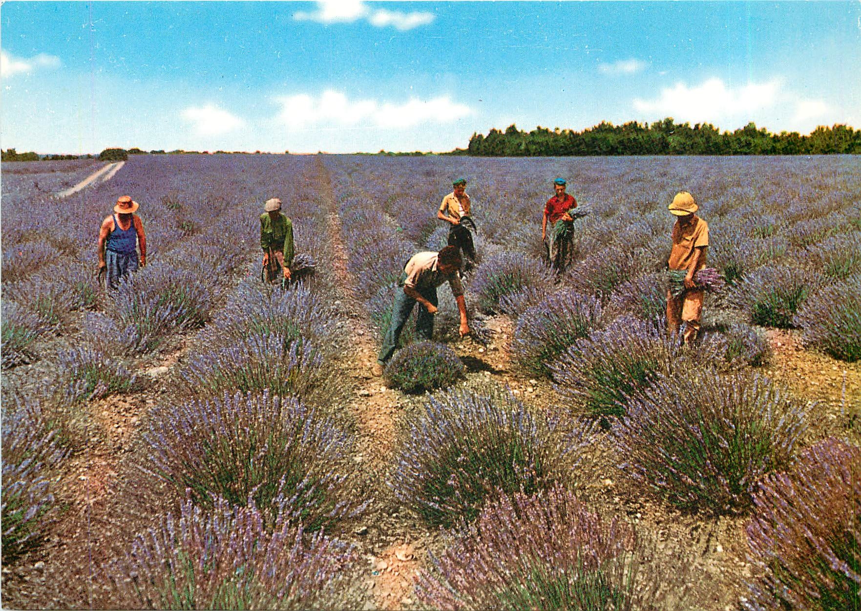 CPM Sous le Beau Ciel de Provence Coupeurs de Lavande