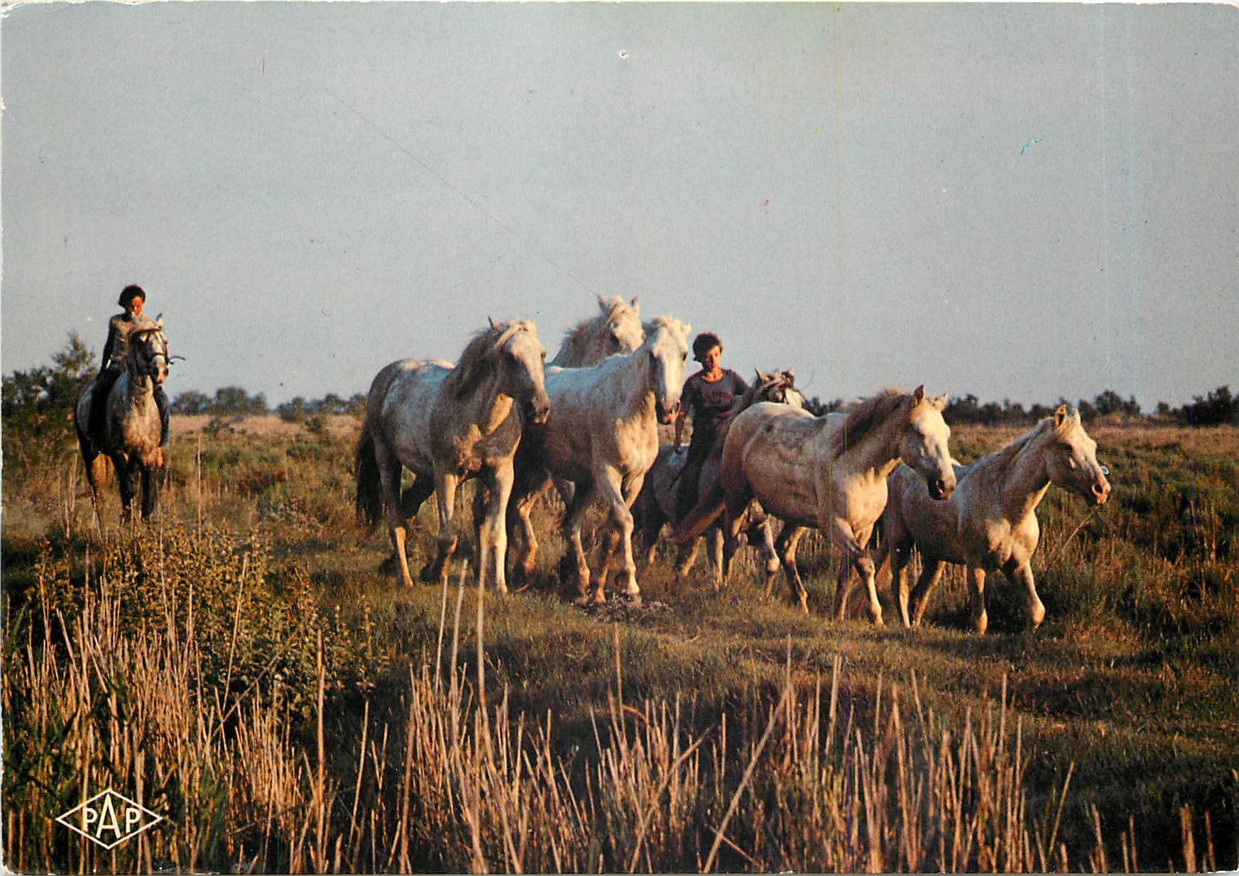 CPM En Camargue Manade de chevaux 