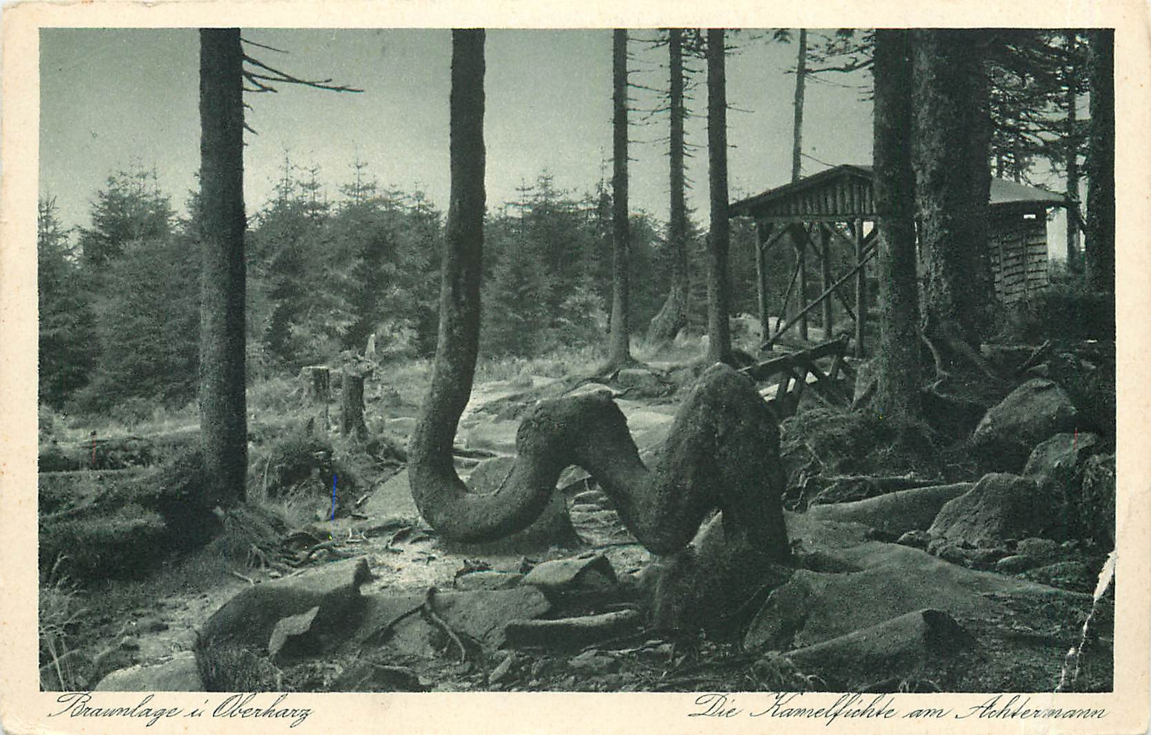 CPM Braunlage Oberharz 