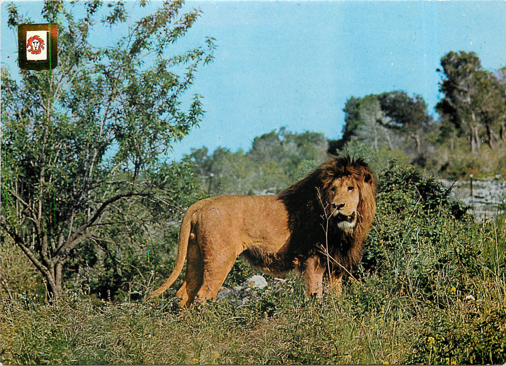 CPM Rio Leon Safari park Albinana Tarragona Espana 