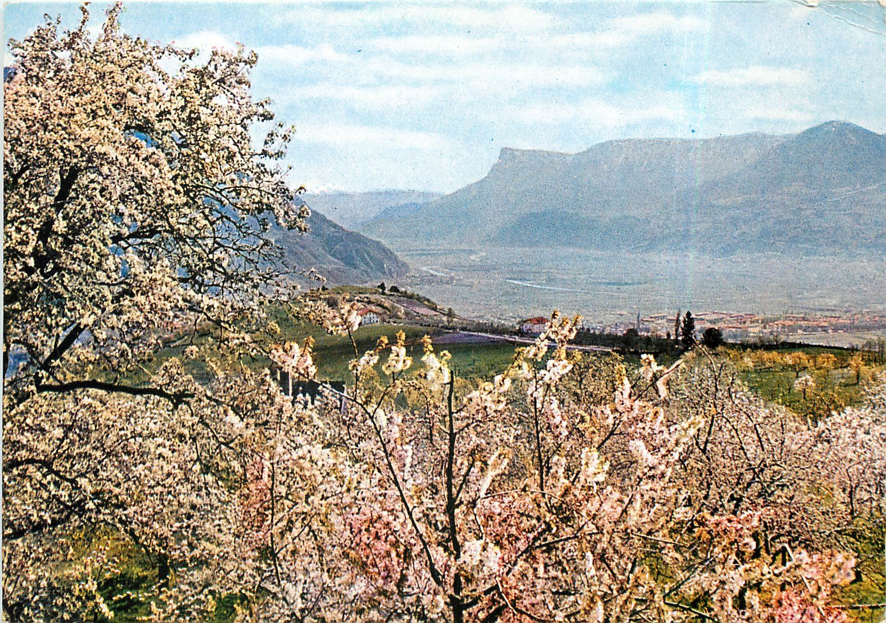 CPM Merano - Floritura in Val d'Adige con vista della Mendola