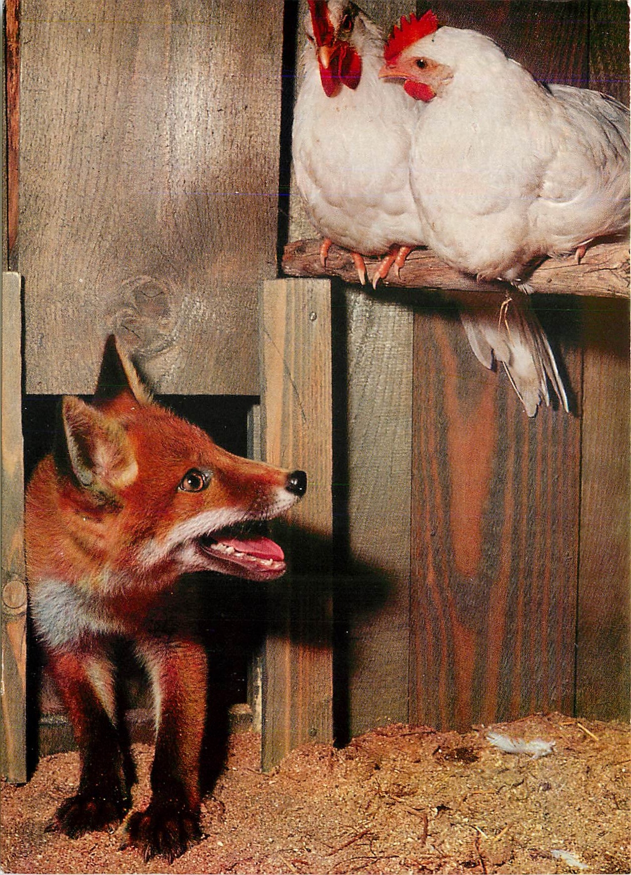CPM Renard au poulailler