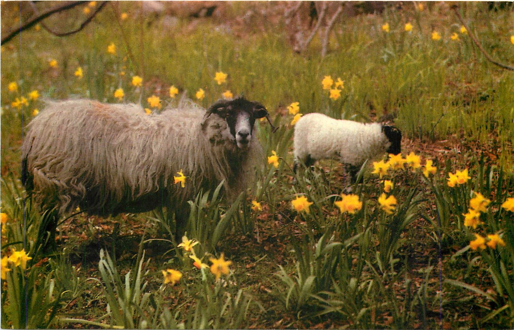 CPM Black-faced sheep of the Scottish Highlands