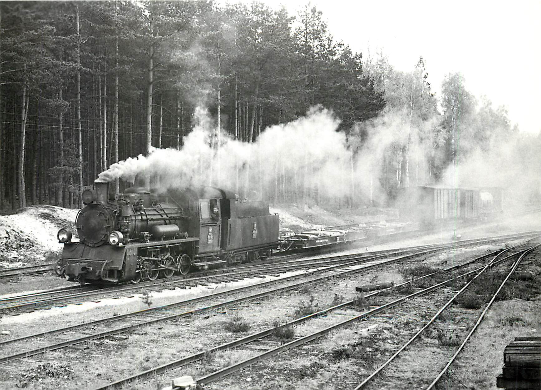 CPM En forêt près de Kurozwecz