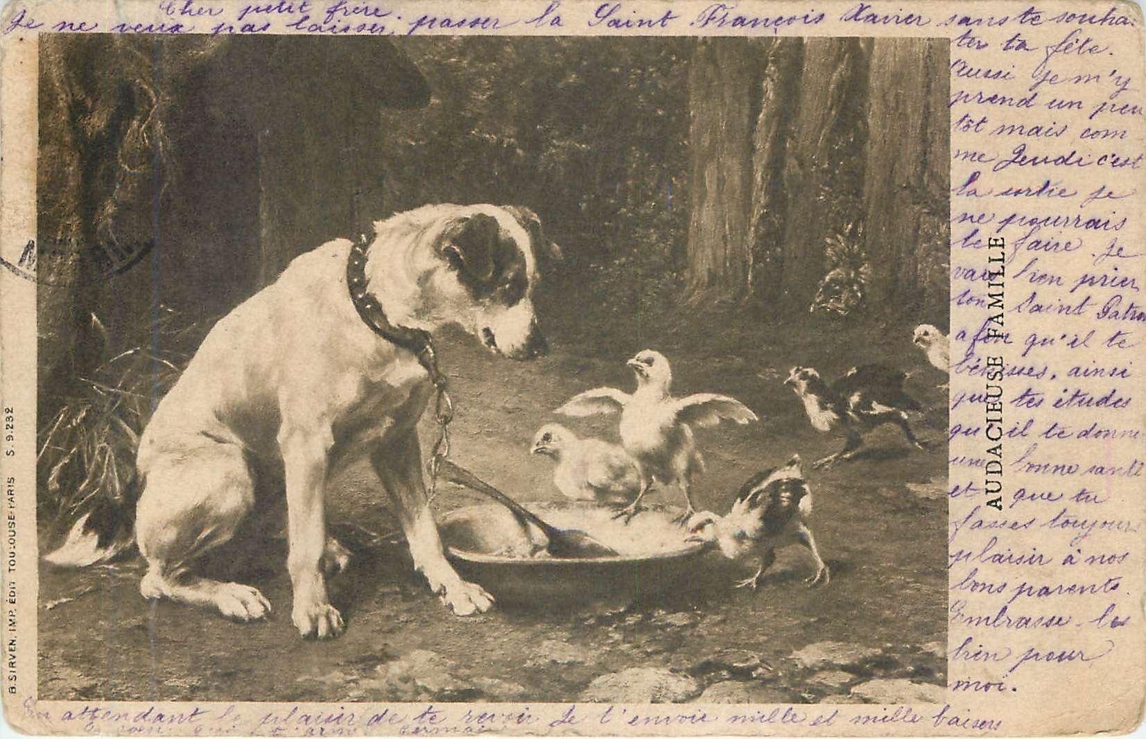 CPA AUDACIEUSE FAMILLE Chien Poussins