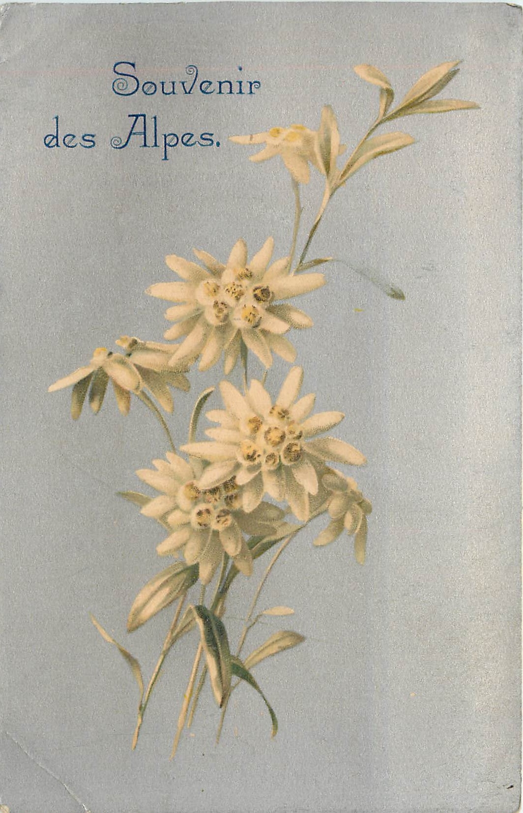 CPA Souvenir des Alpes Fleurs