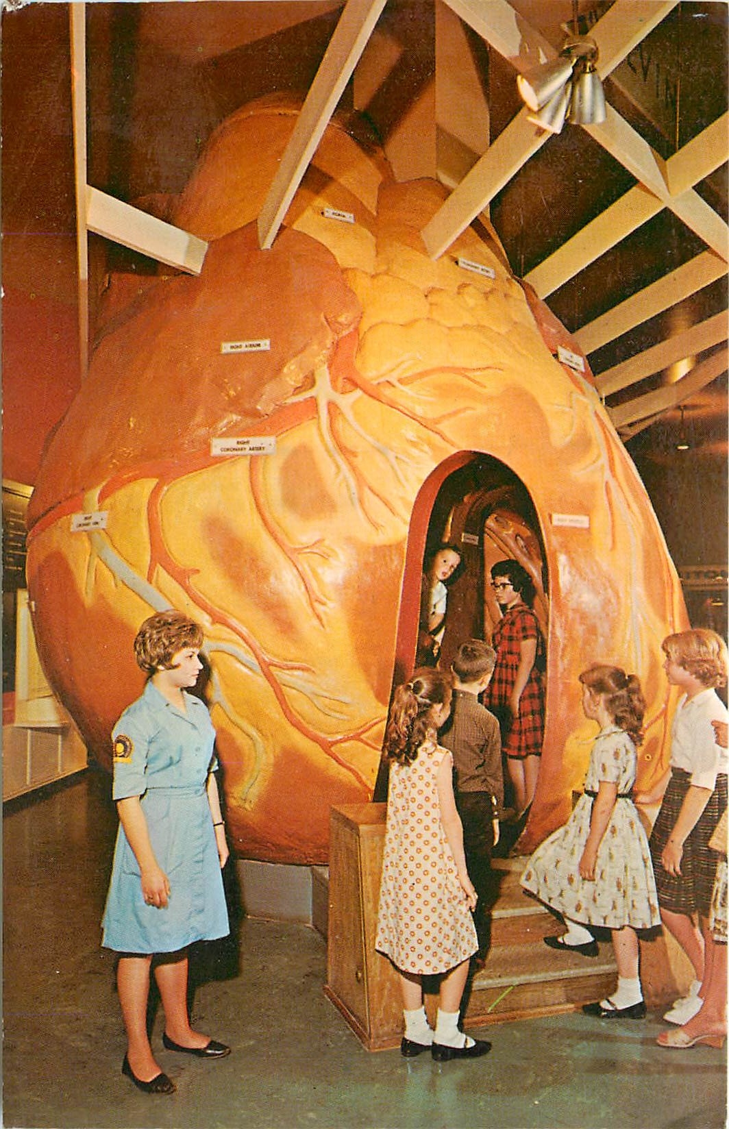 CPA The Human Heart The Museum of Science and Industry Chicago Illinois