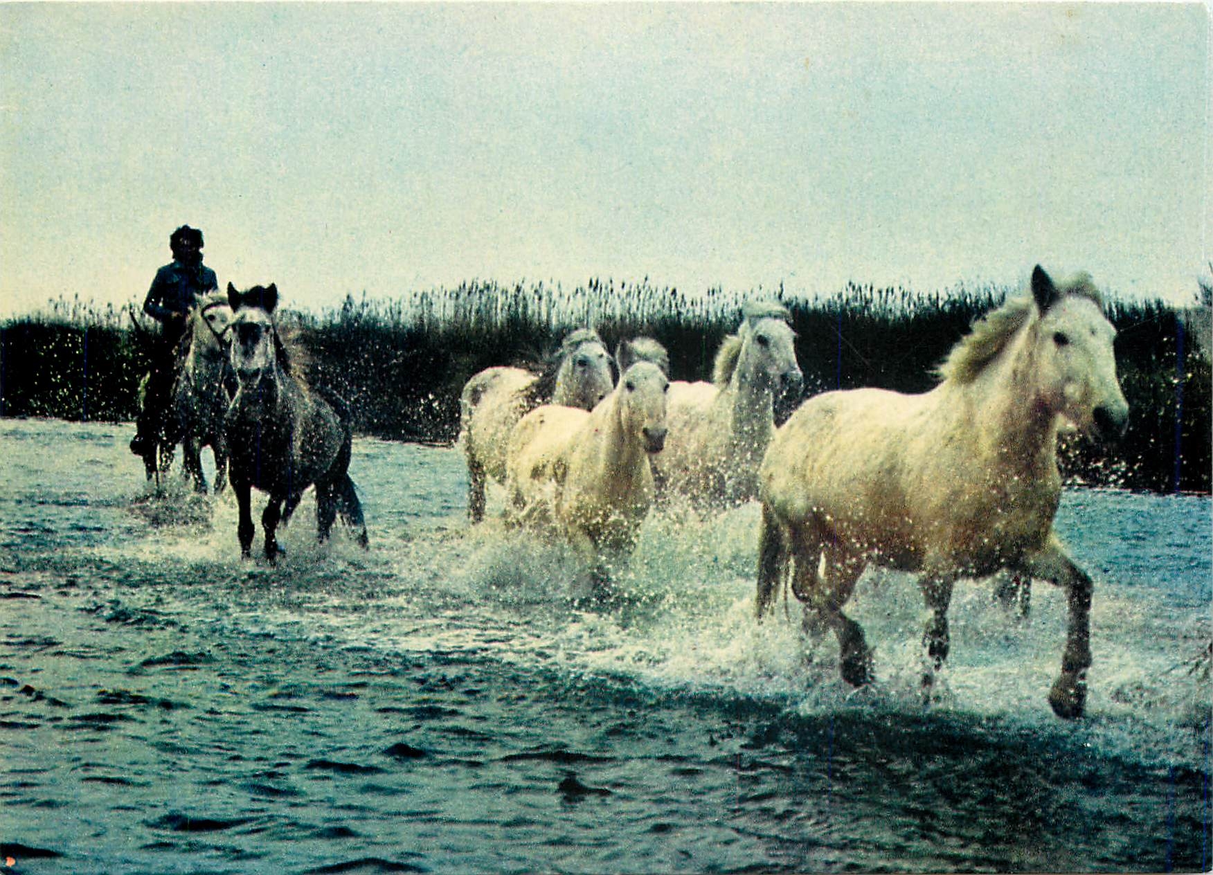 CPM La Camargue Pays de ciel bleu et de mirages Manade de chevaux sauvages